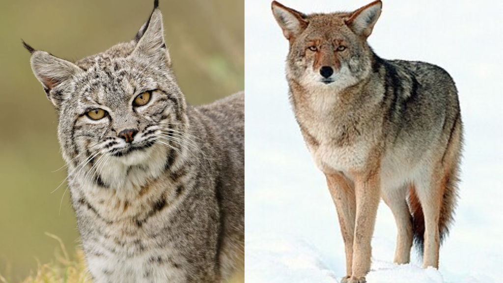 Bobcat vs Coyote