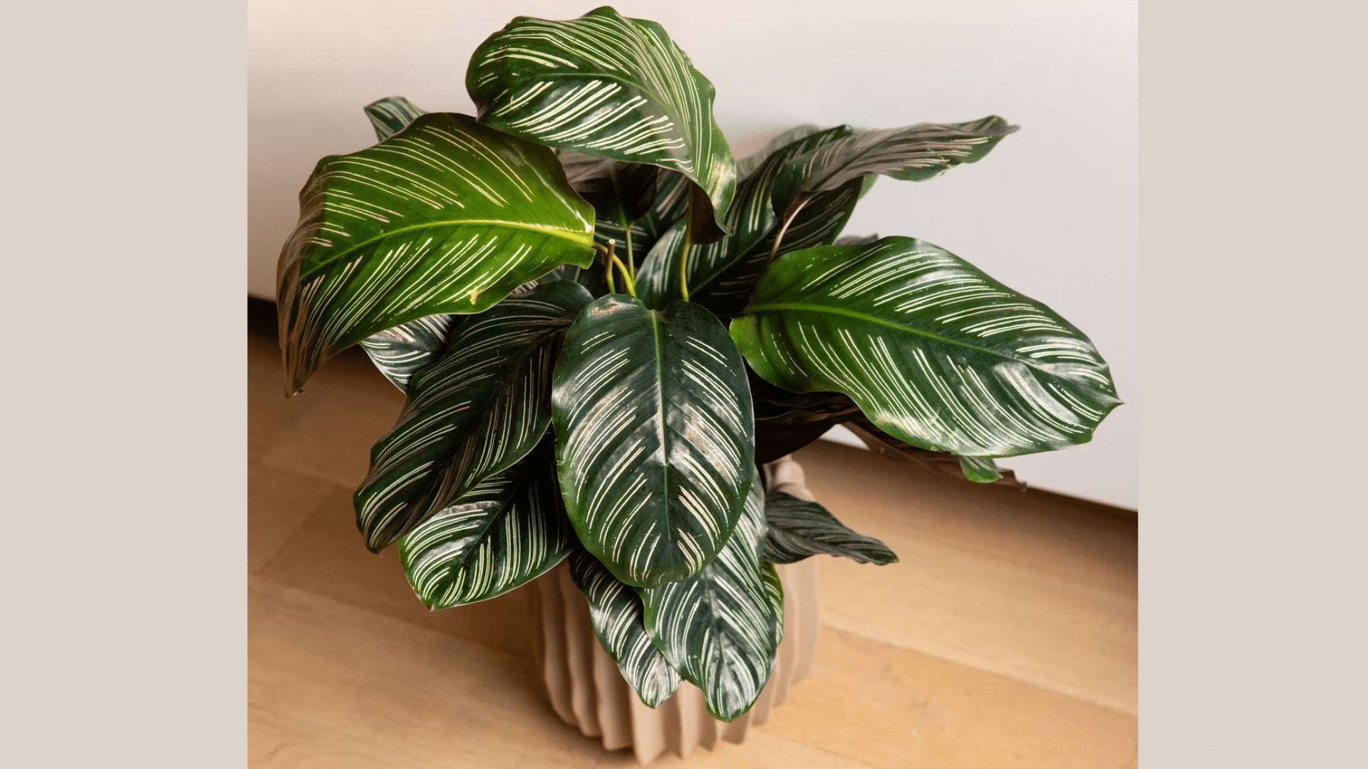 Calathea