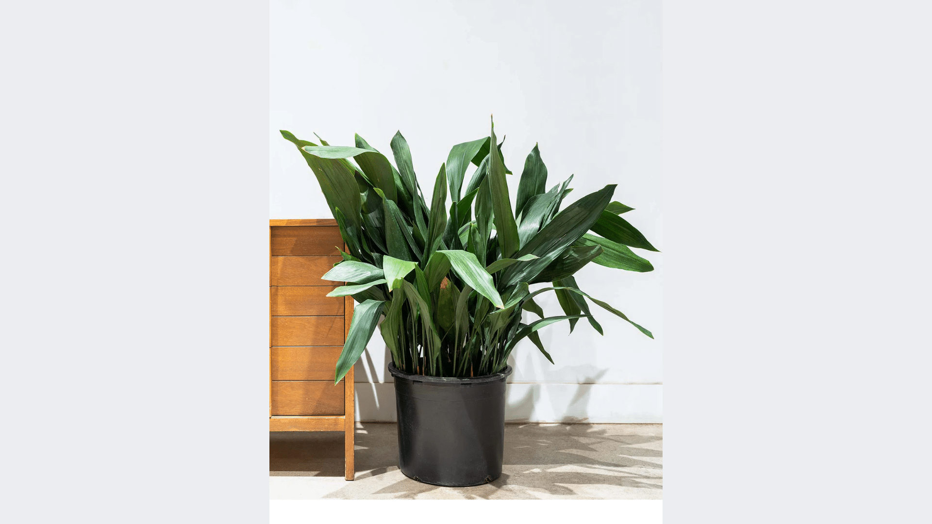 Cast_Iron_Plant