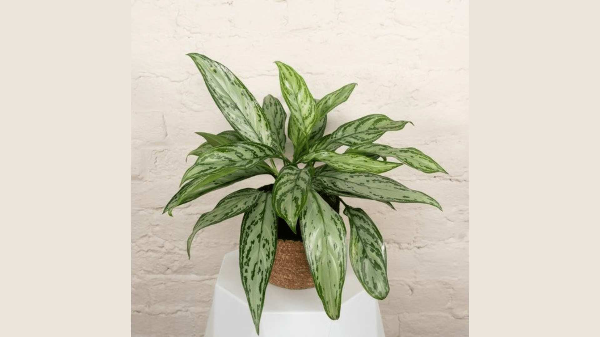 Chinese_Evergreen