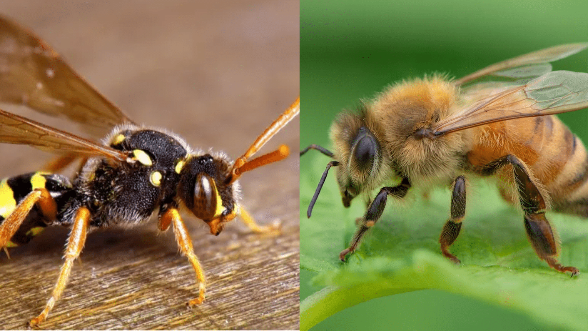 Defense Strategies of Bees and Wasps