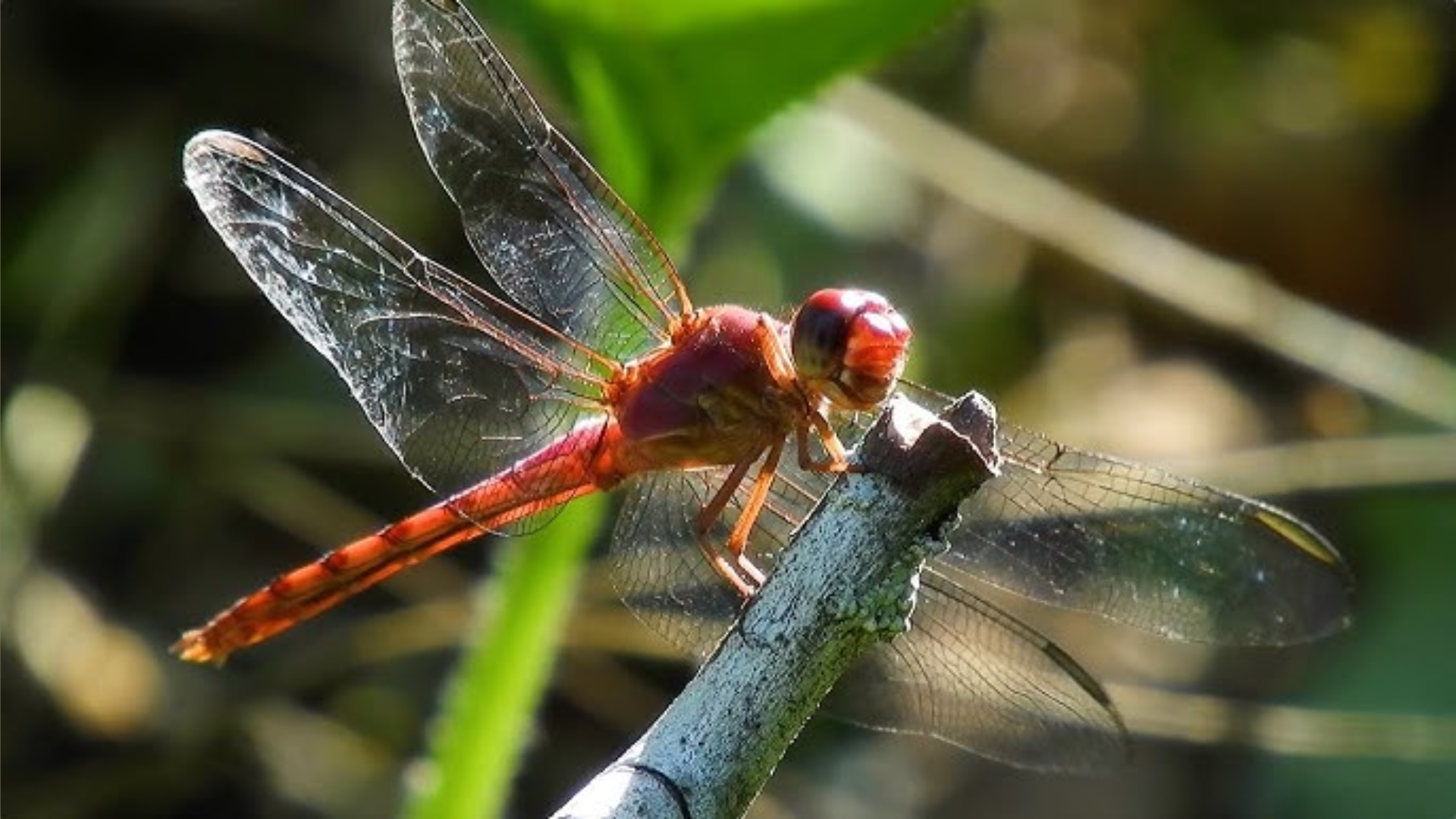 Do Dragonflies Bite Humans (featured image)