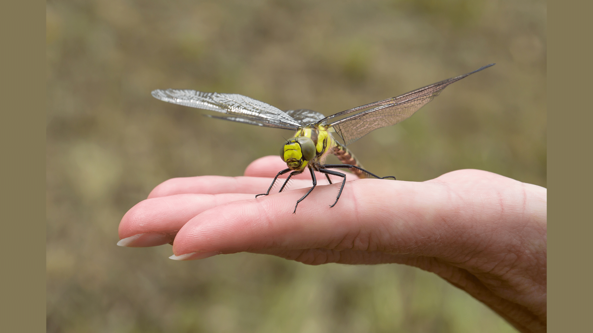 Dragonfly Behavior Around Humans