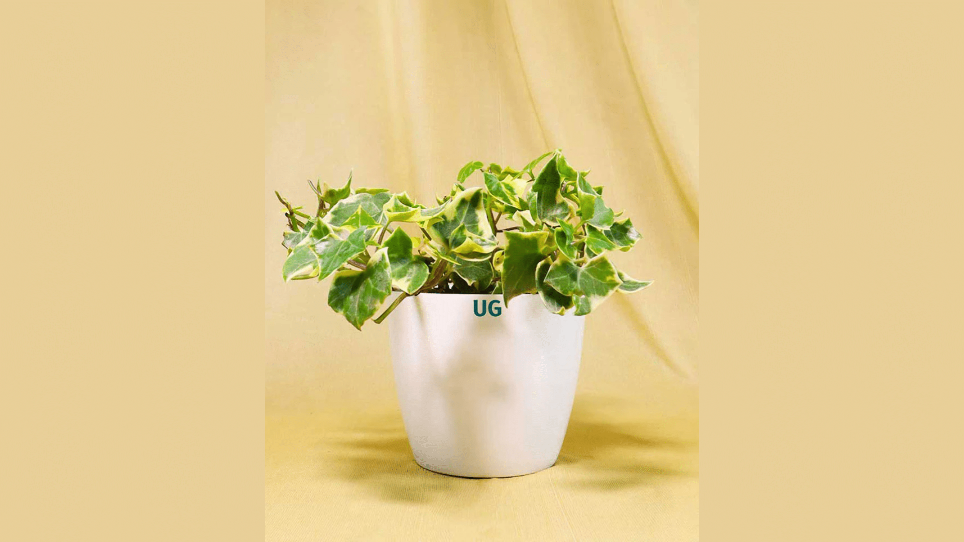 English_Ivy