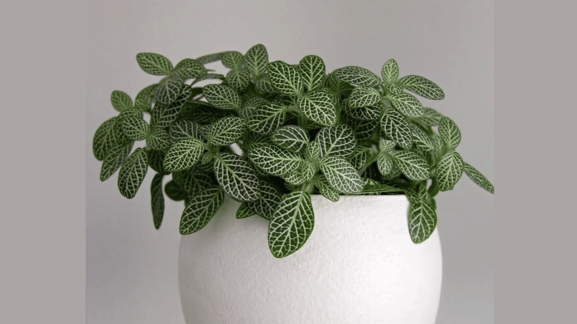 Fittonia_Nerve_Plant