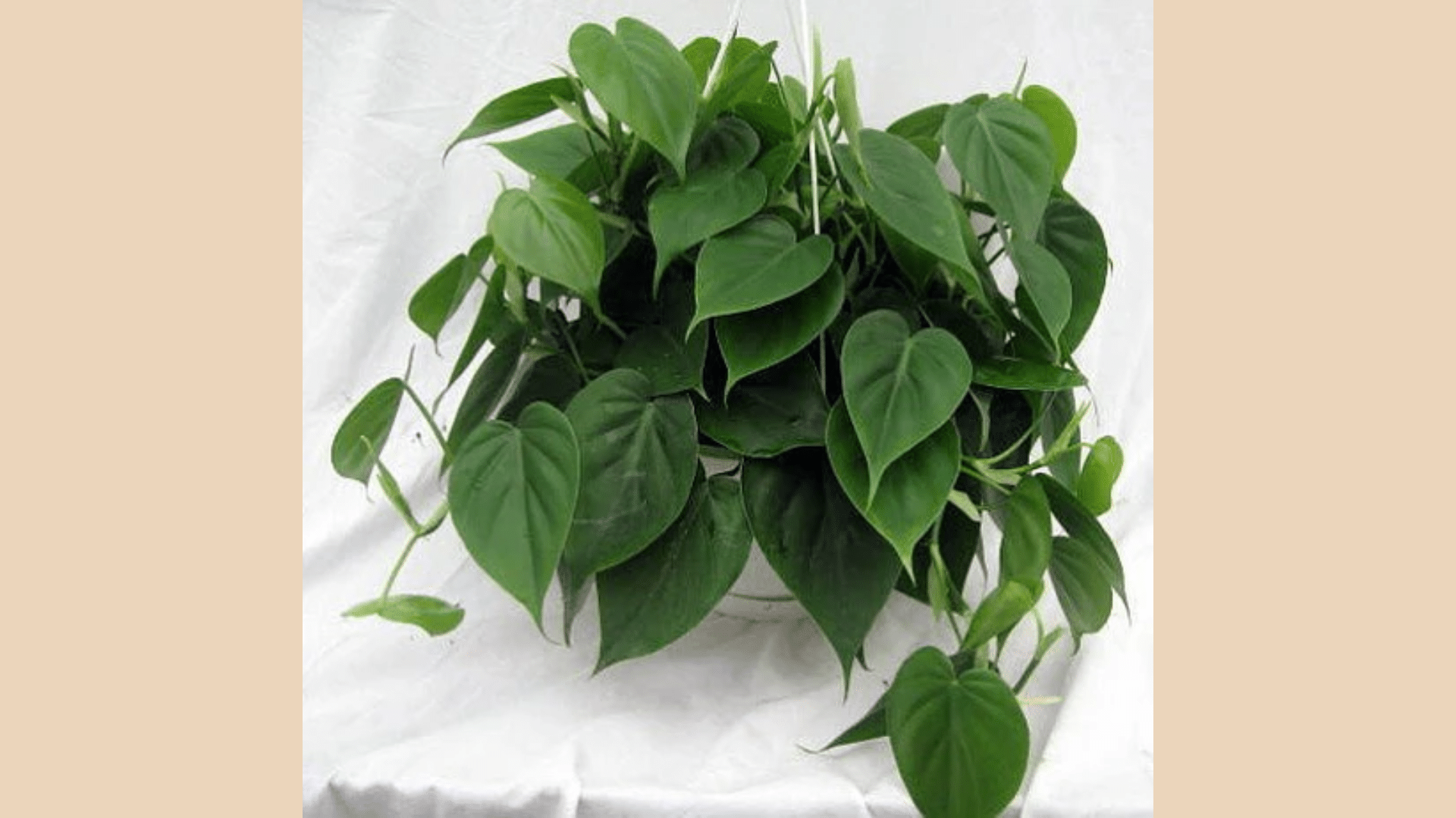 Heartleaf_Philodendron