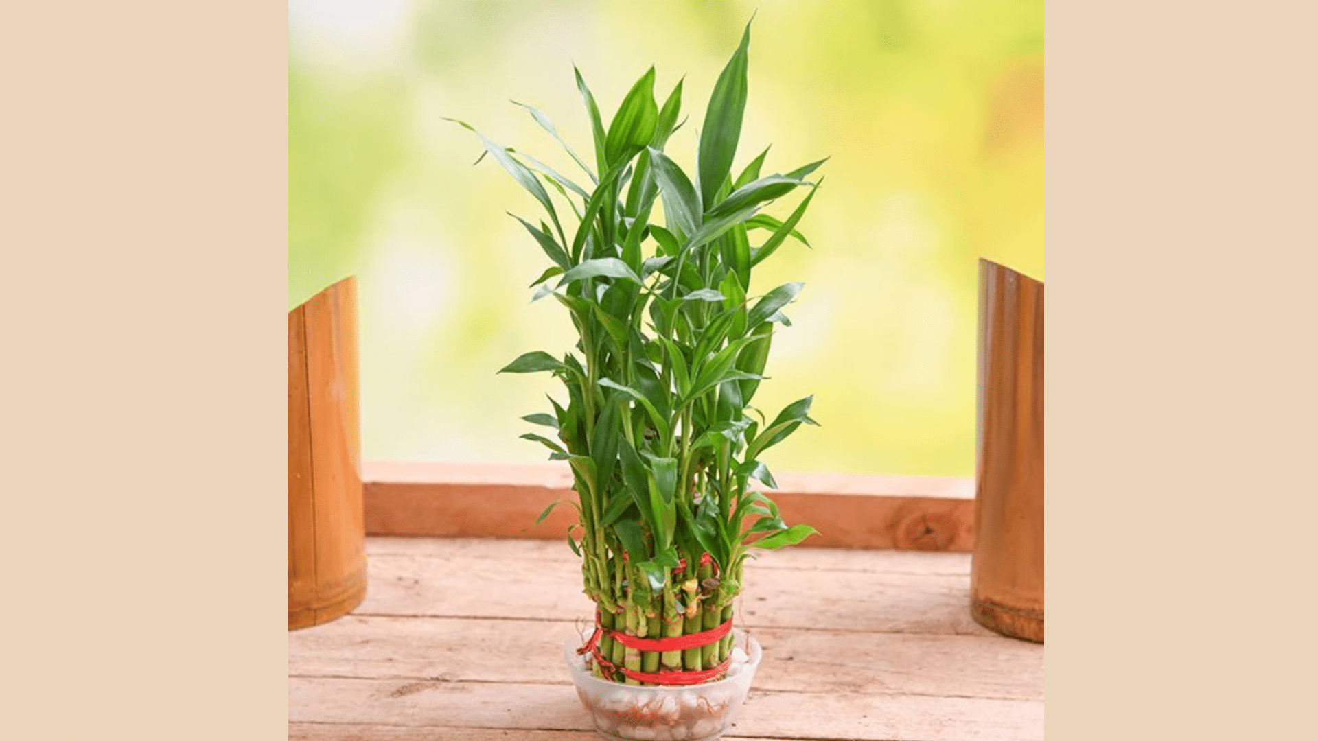 Lucky_Bamboo