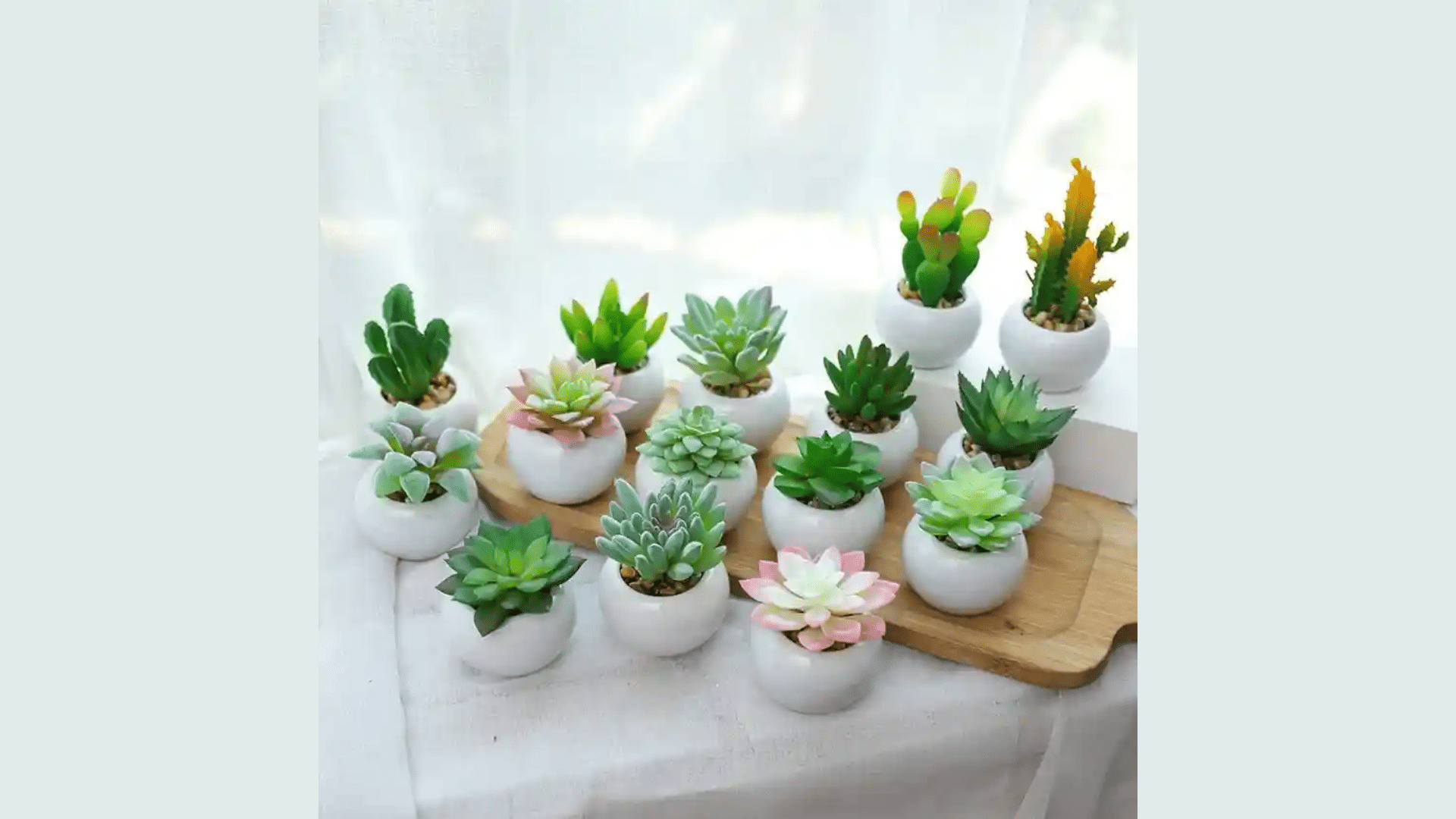 Mini_Succulents