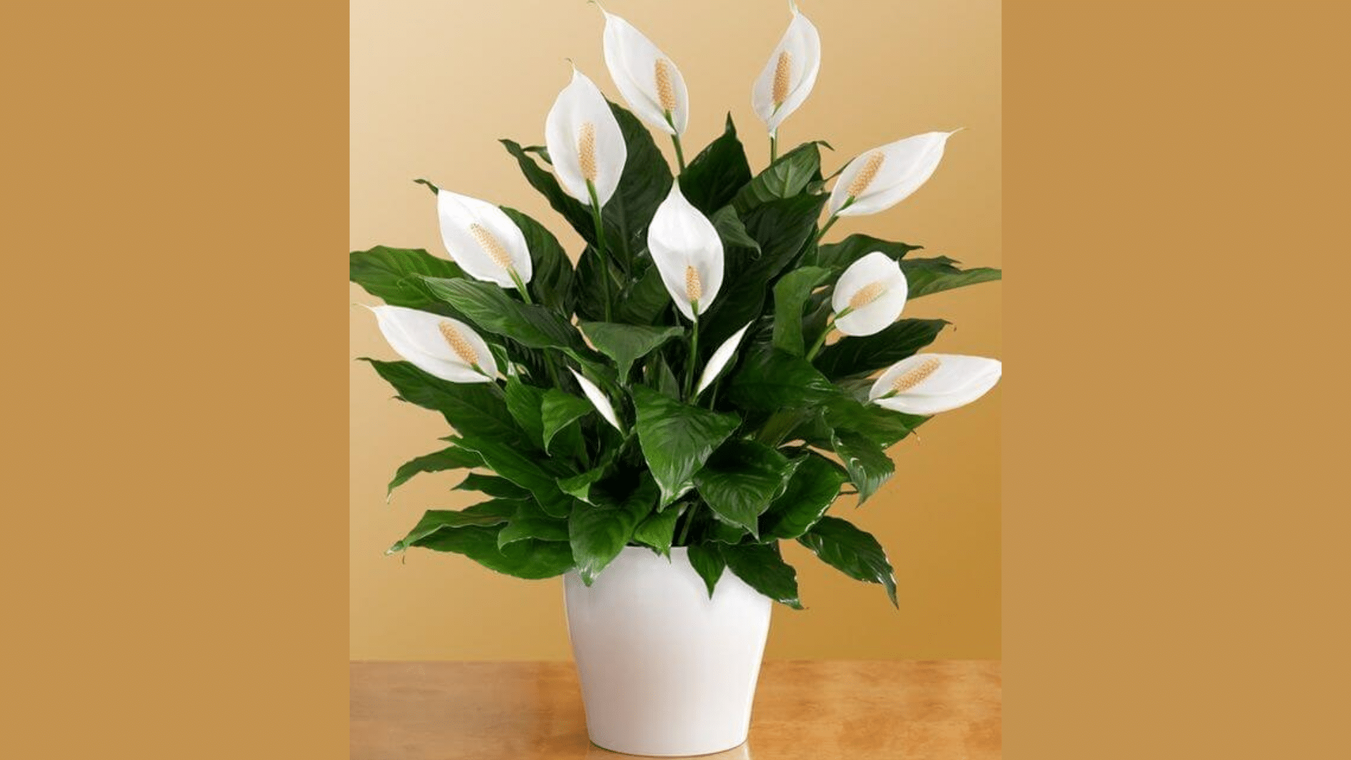 Peace_Lily