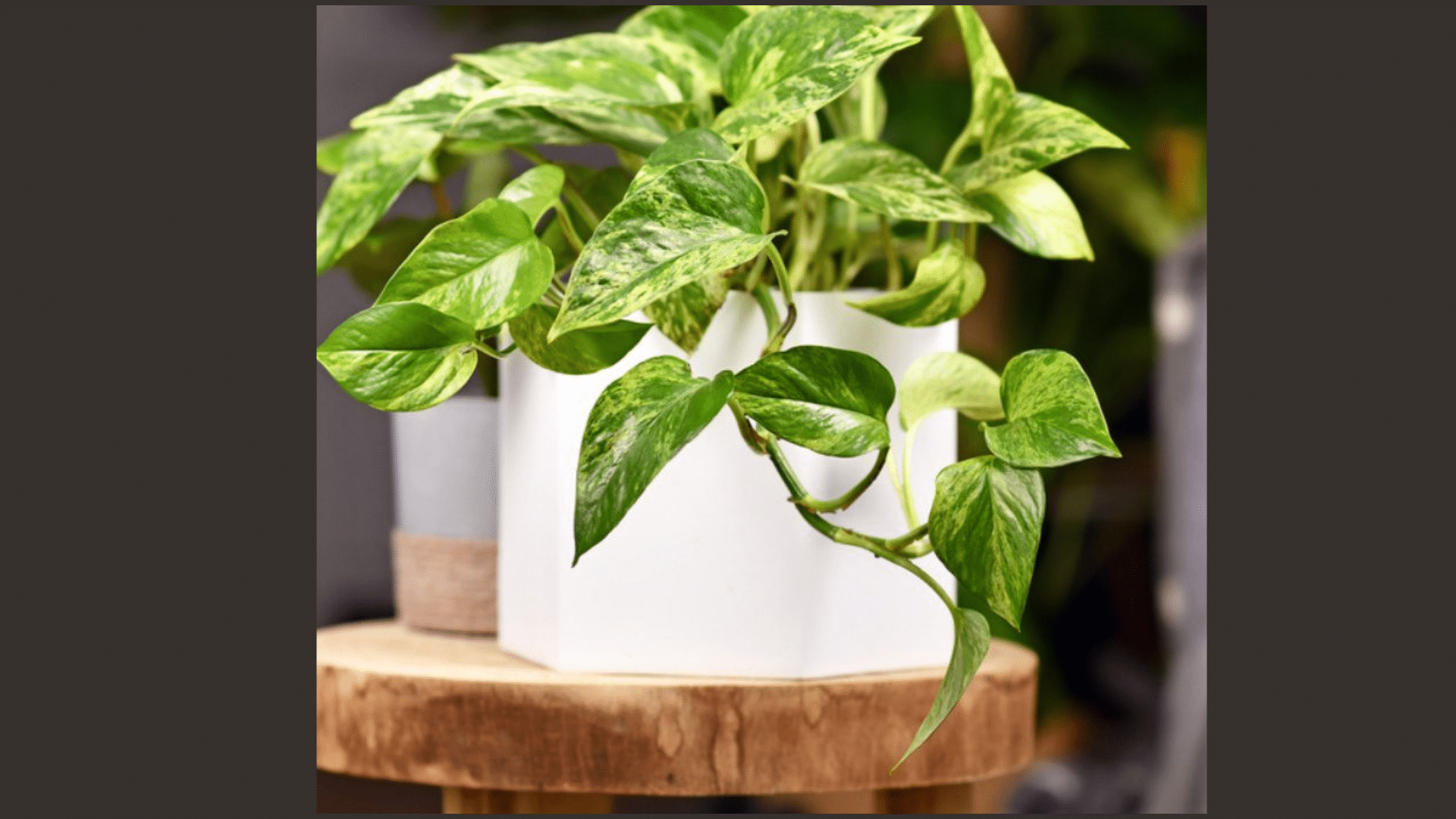 Pothos