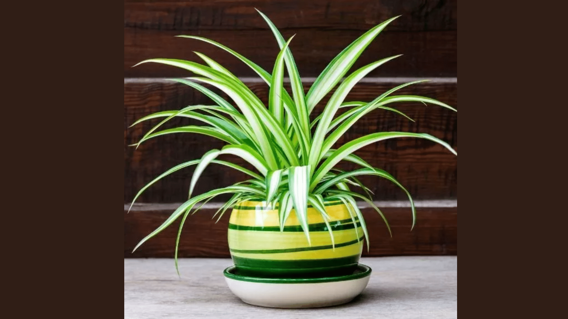 Spider_Plant