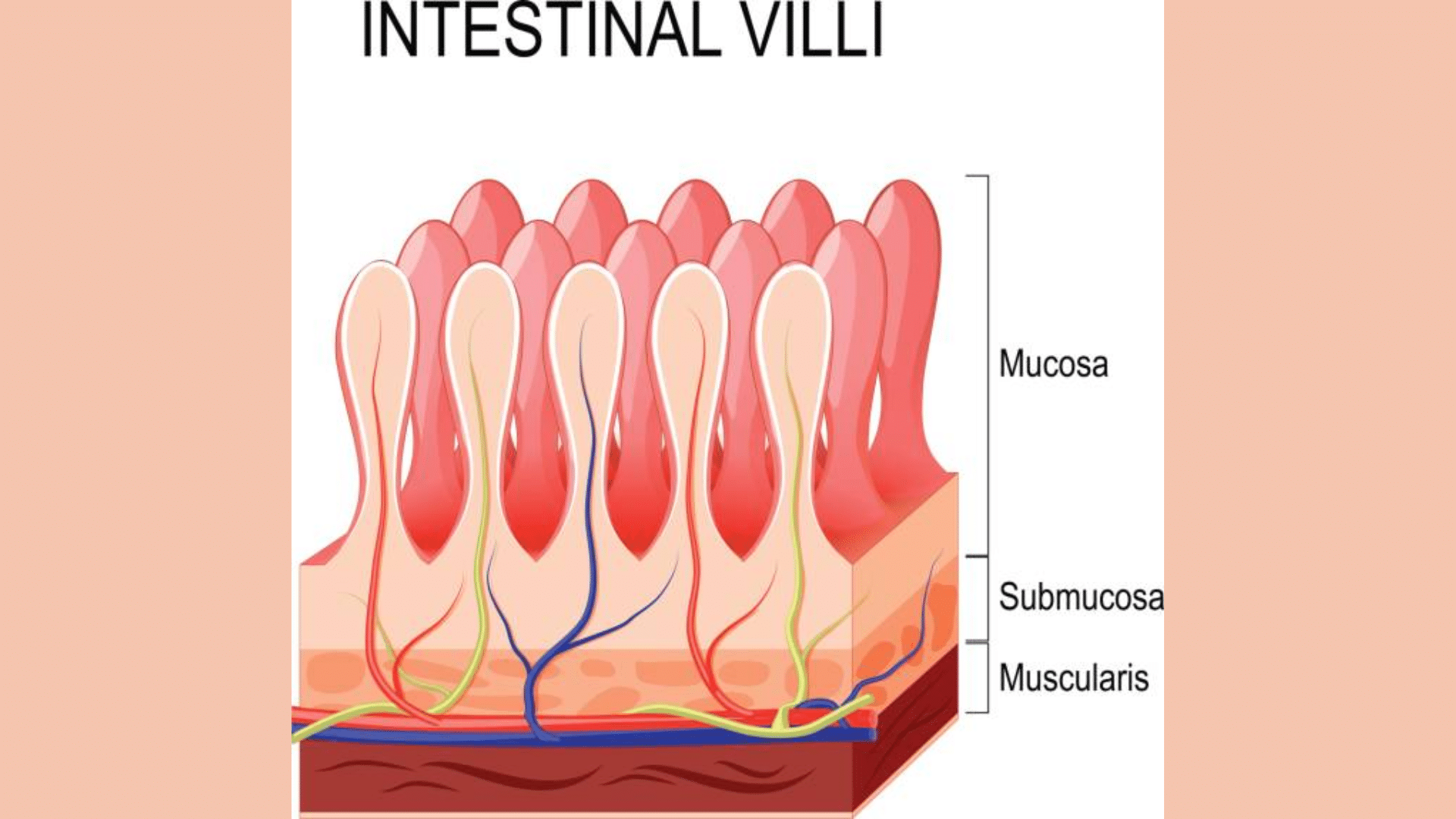 The_Large_Intestine_has_No_Villi