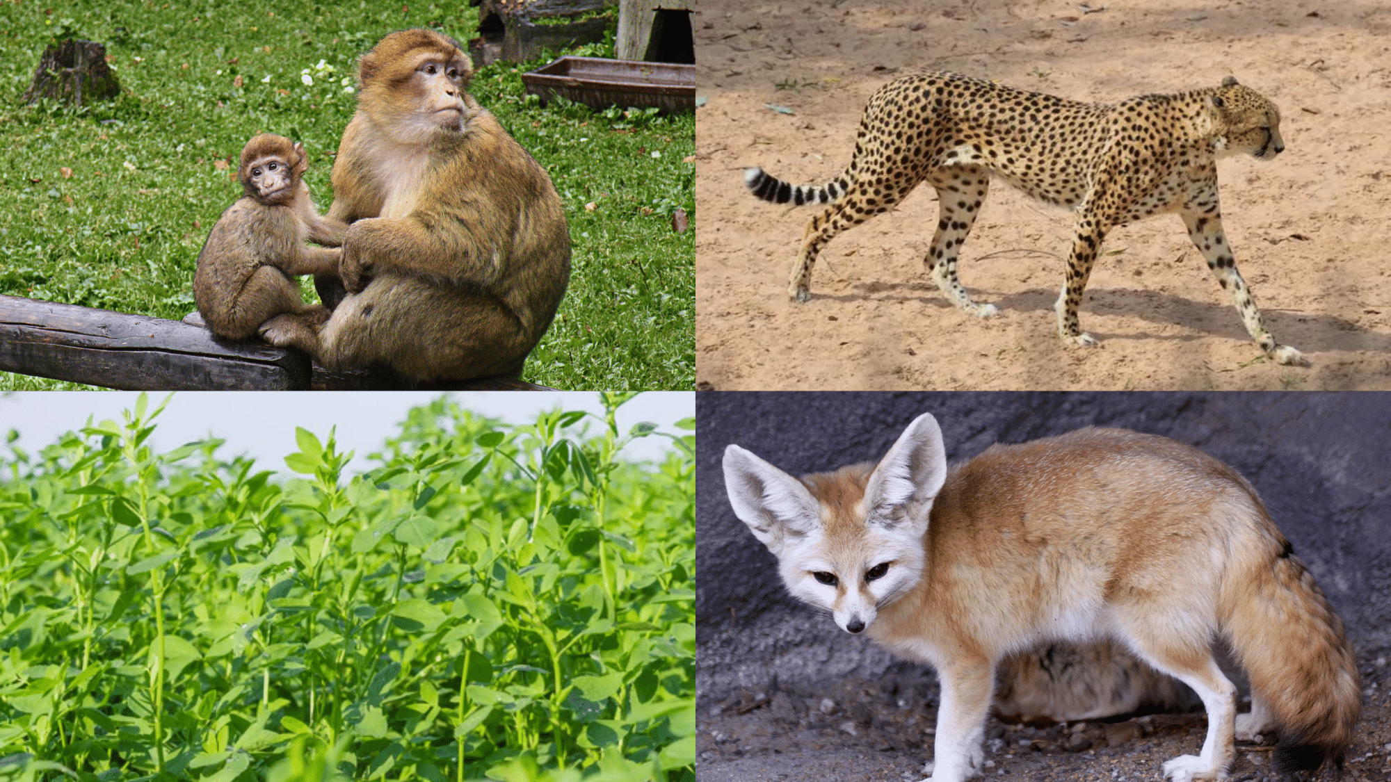 The_swift_Saharan_cheetah_once_ranged_widely