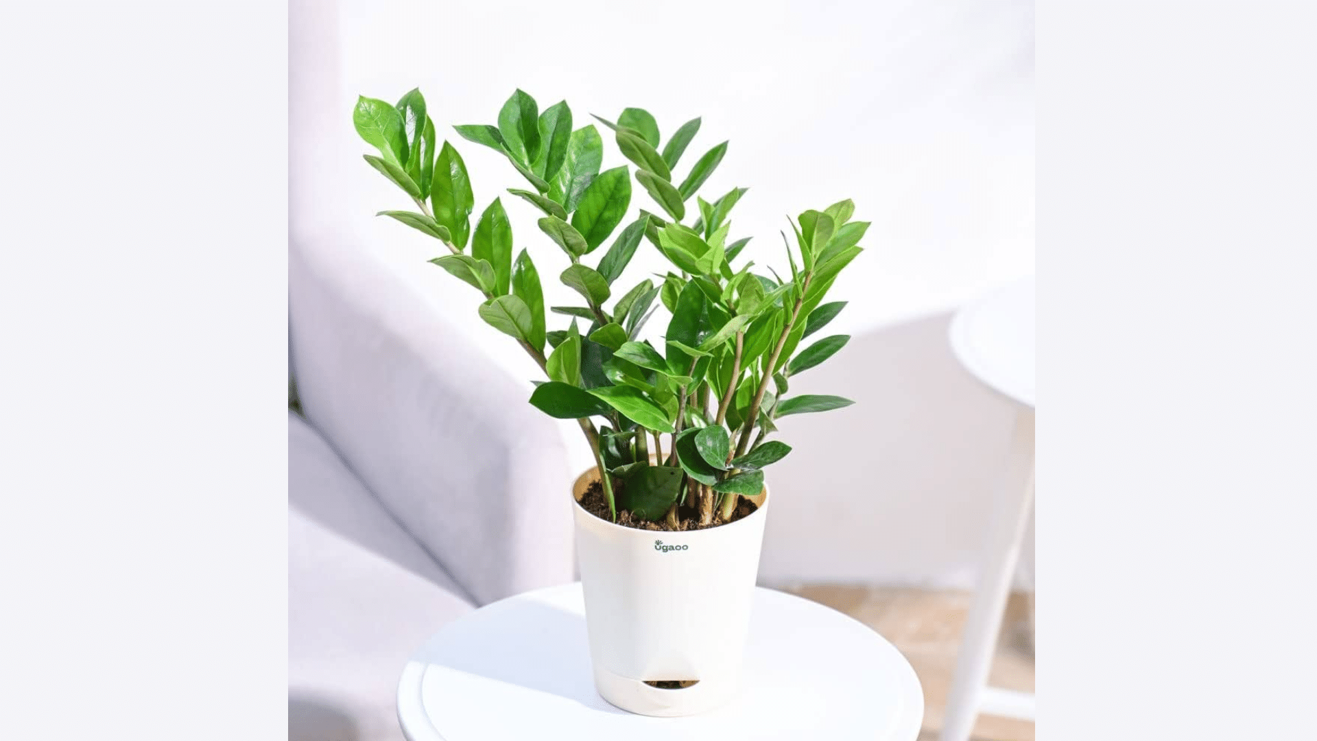 ZZ_Plant