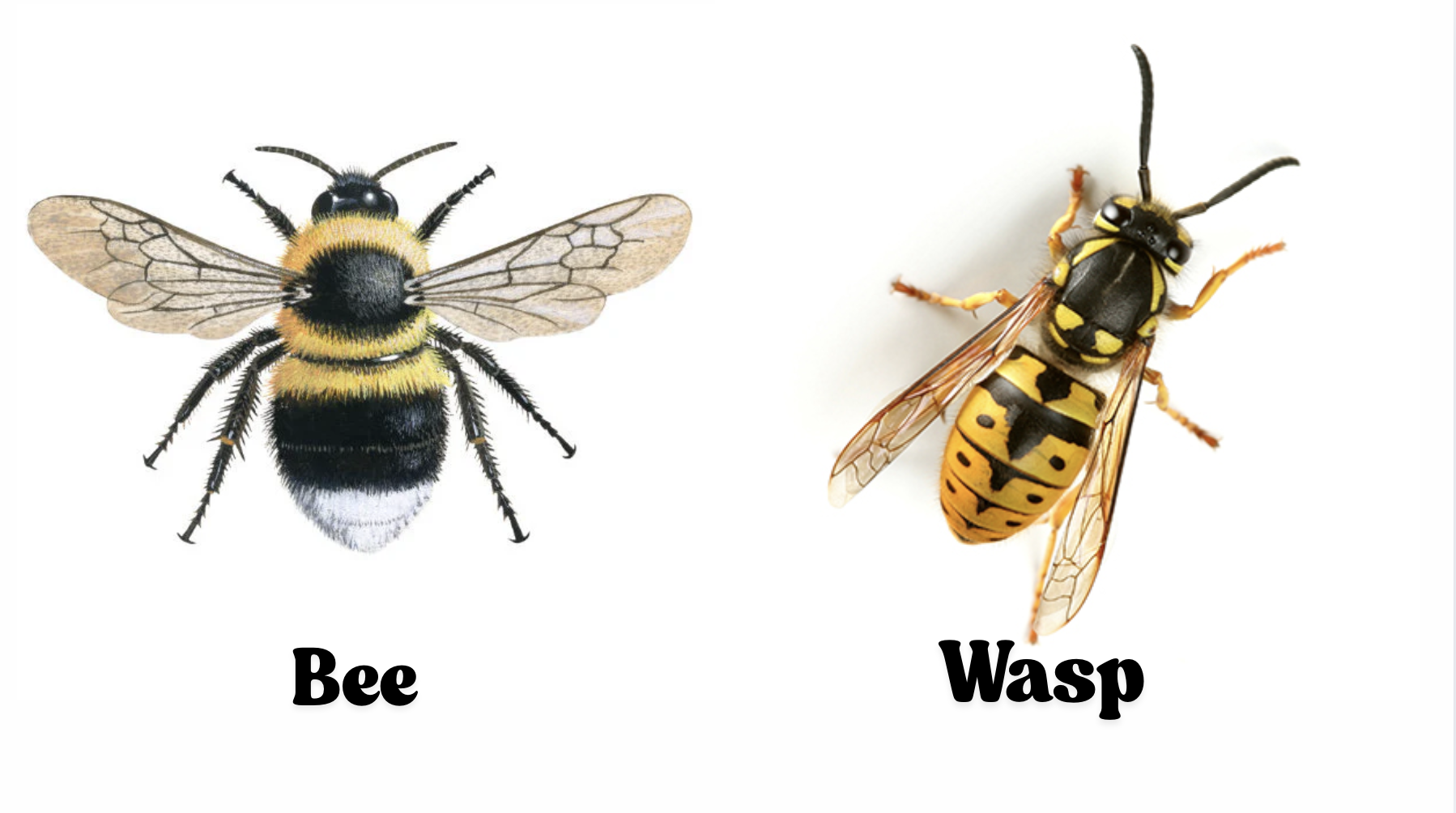 bees vs wasp featured image