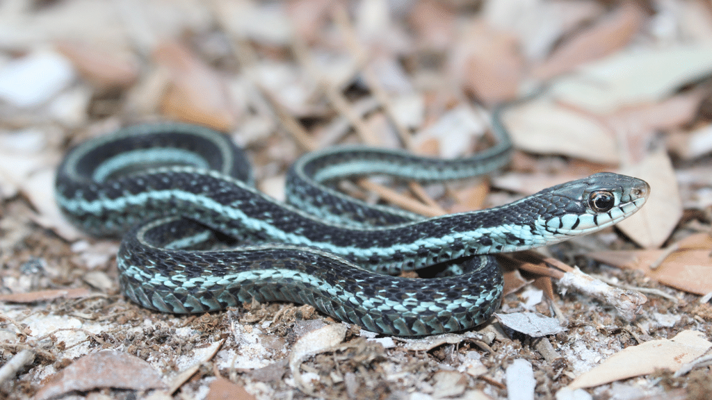 garter featured