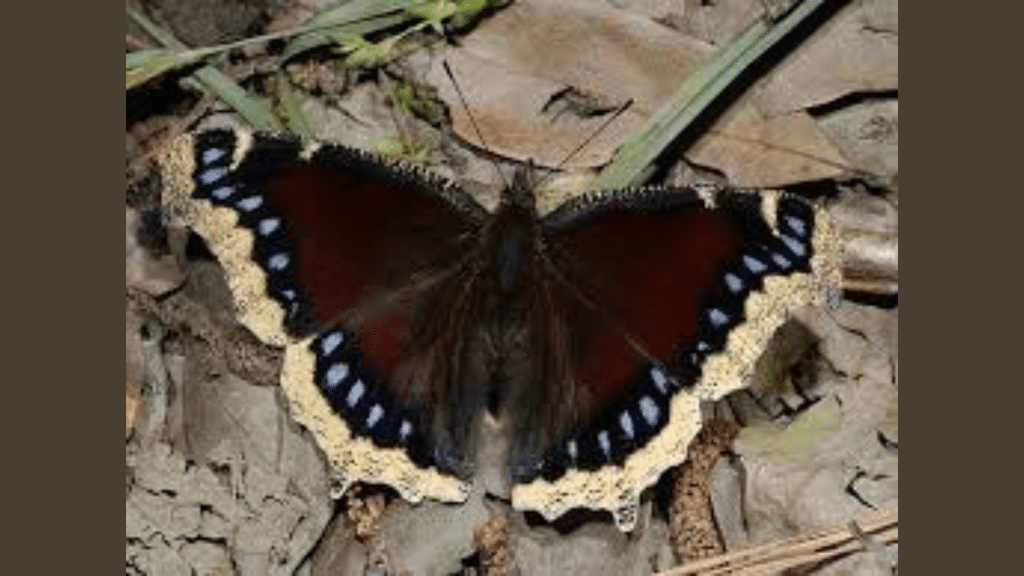 mourning cloak butterfly