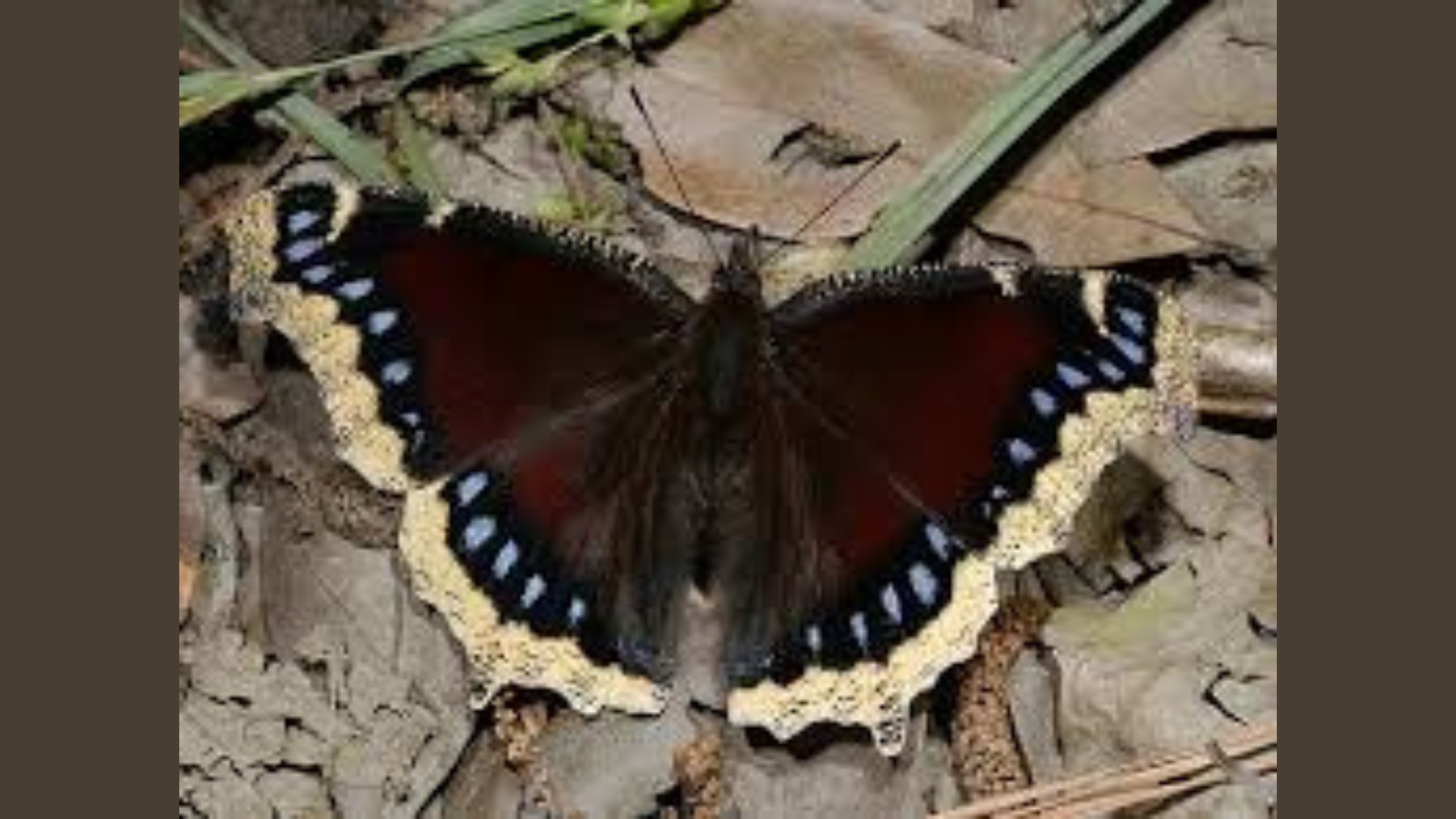 mourning cloak butterfly