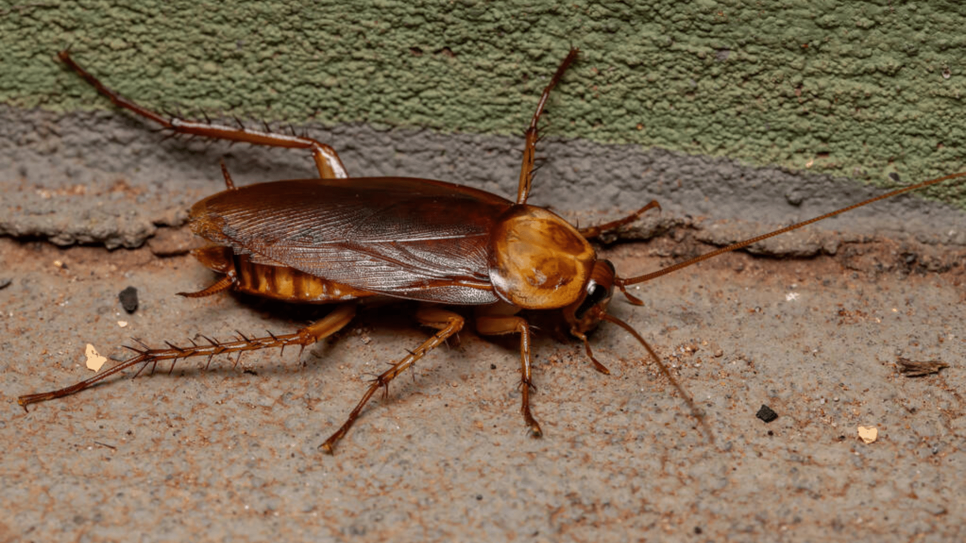 palmetto-bugs-Featured-img