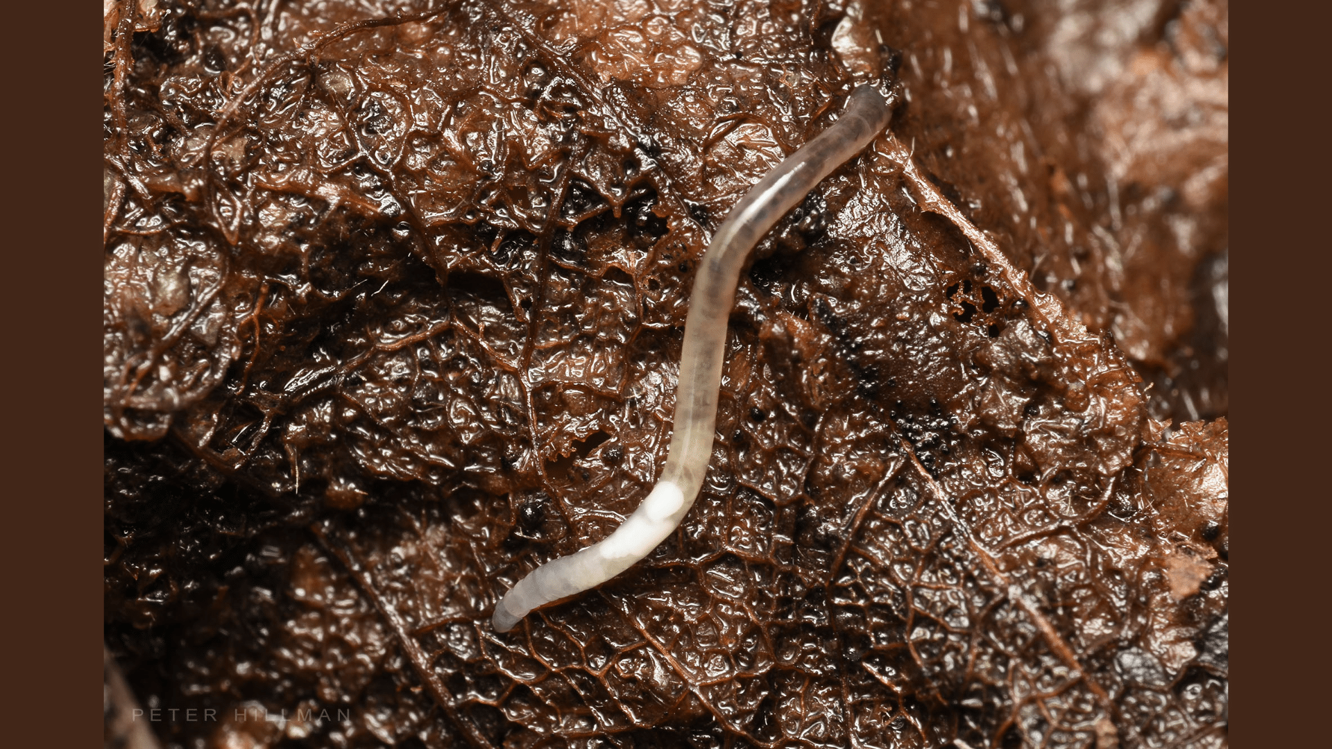 2. Pot Worms (Enchytraeids)