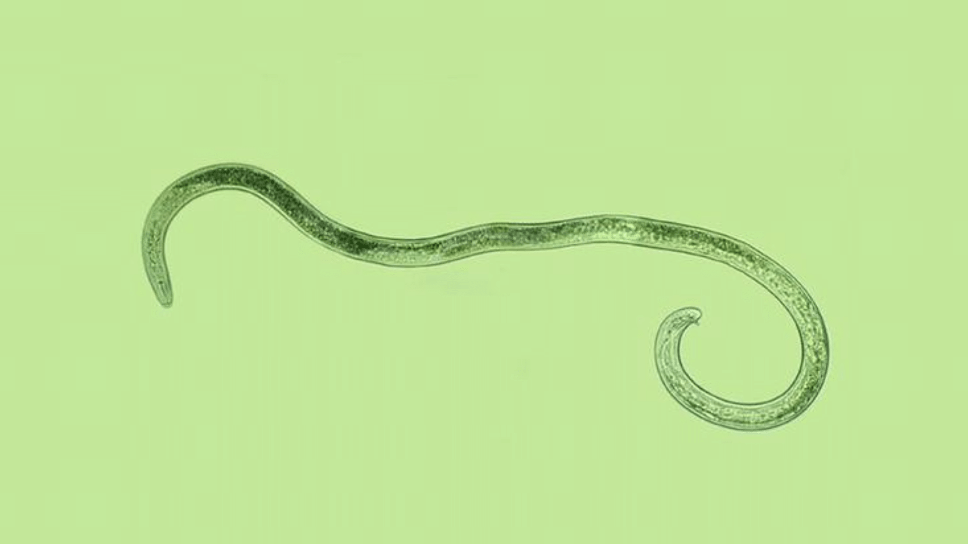 3. Root-Knot Nematodes