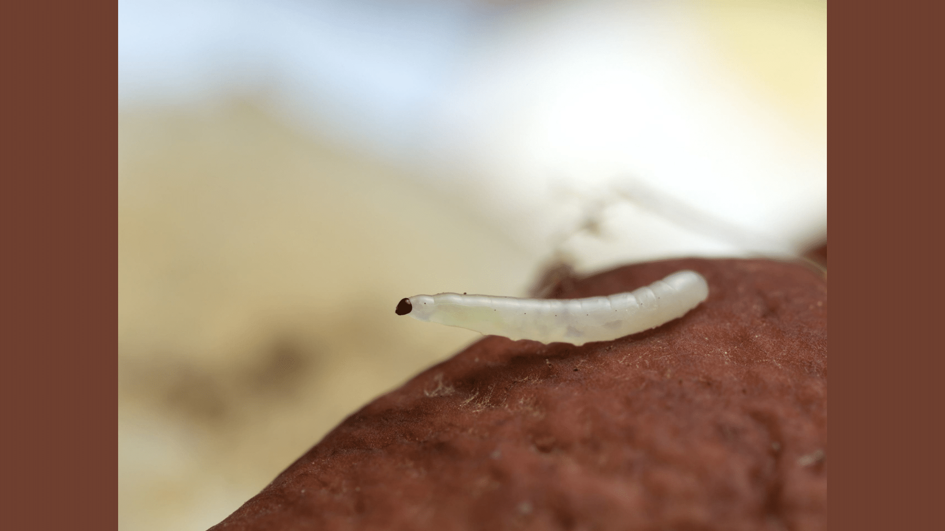 4. Fungus Gnat Larvae