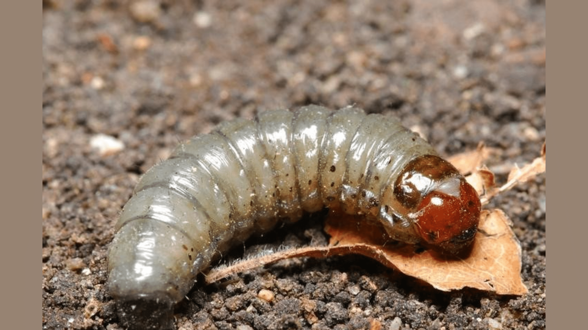 6. Cutworms