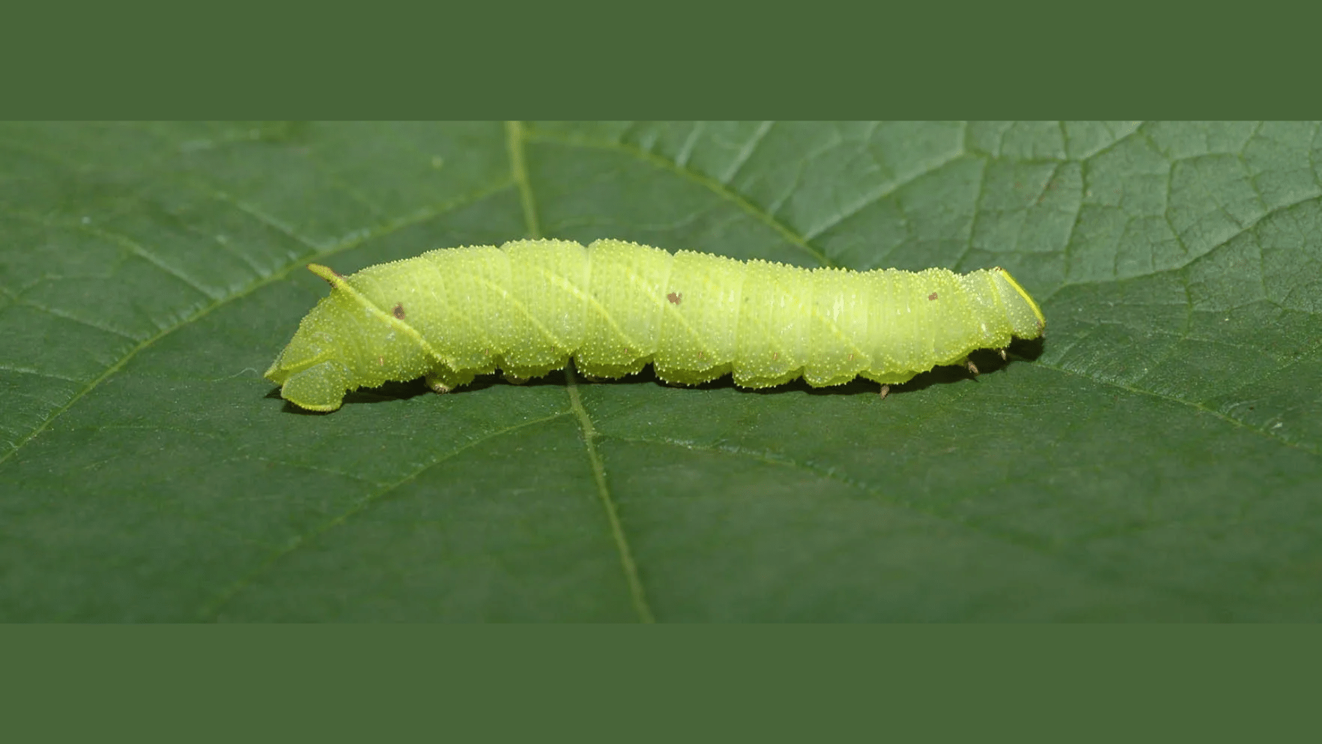 7. Cabbage Worms (Imported Cabbage Worm)