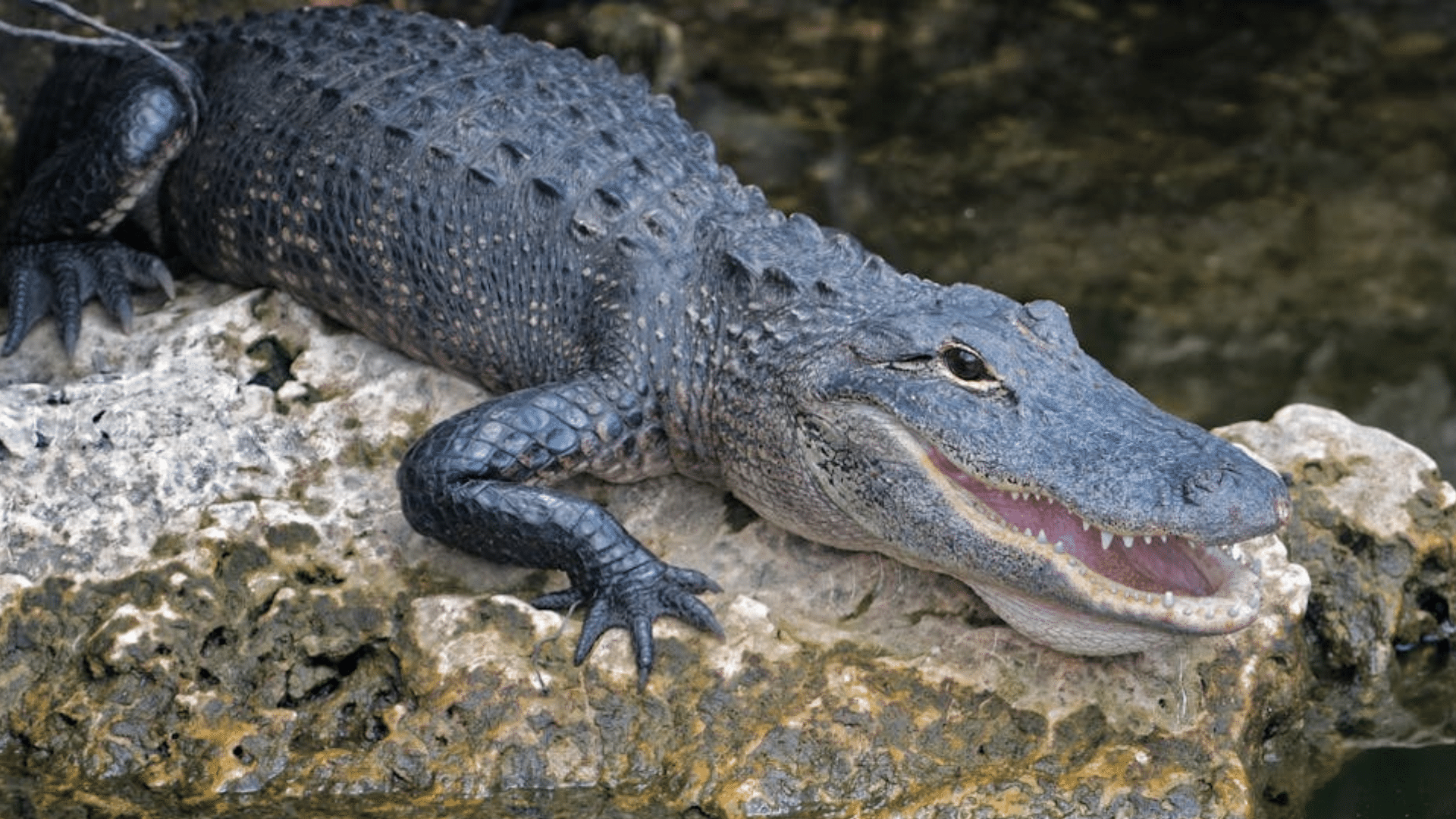 Adult Alligators