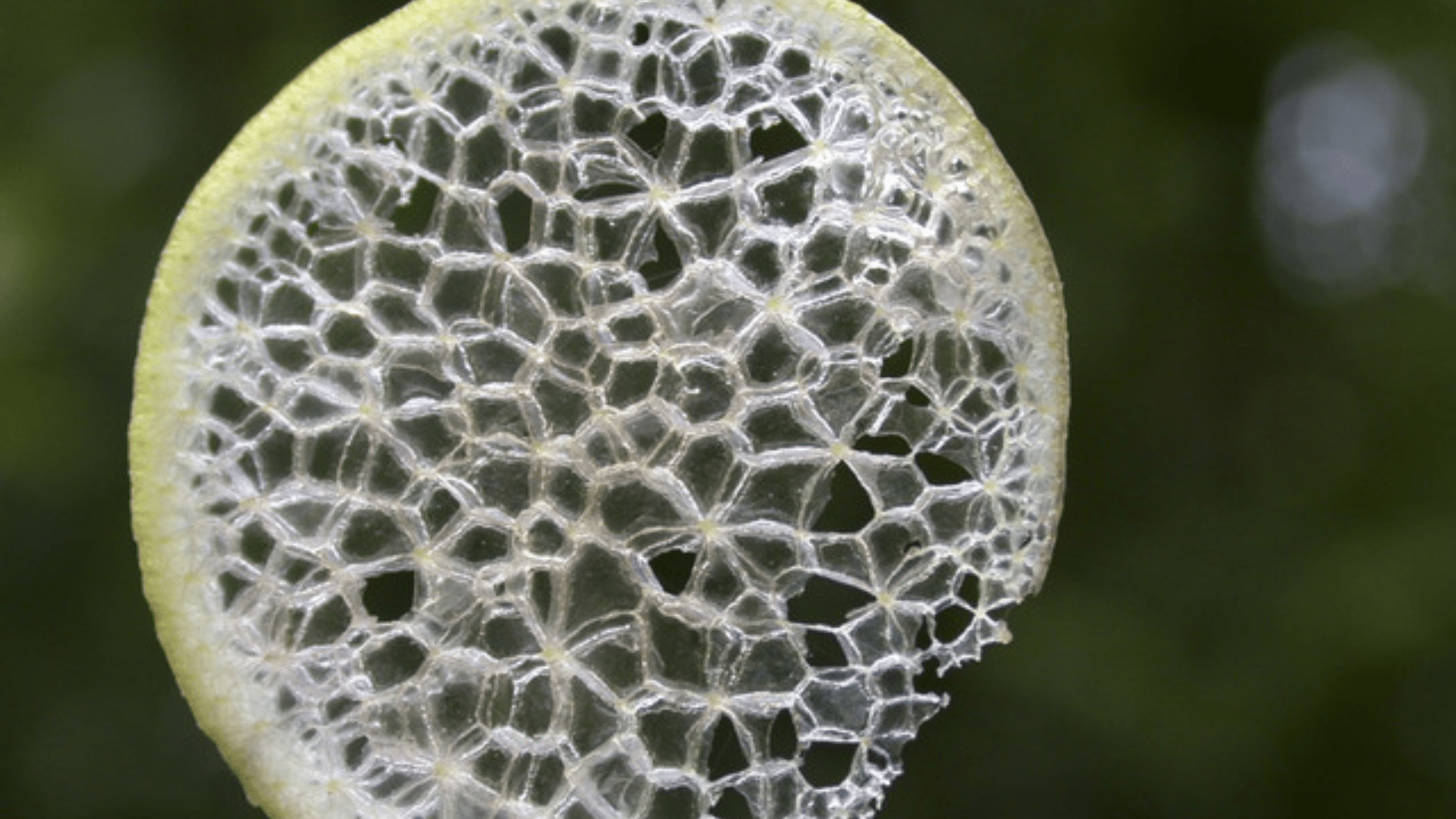 Aerenchyma Tissue