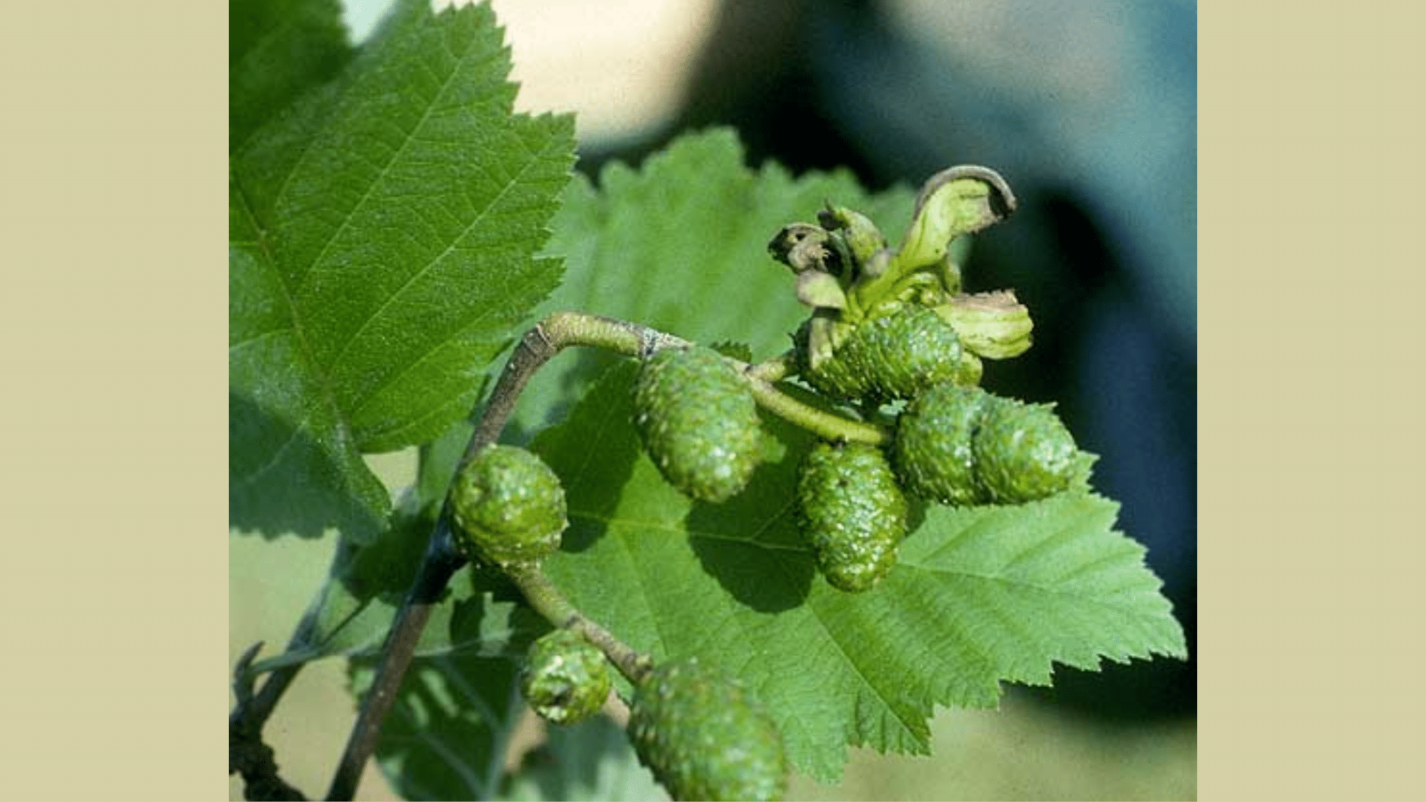Alder (Alnus spp.)