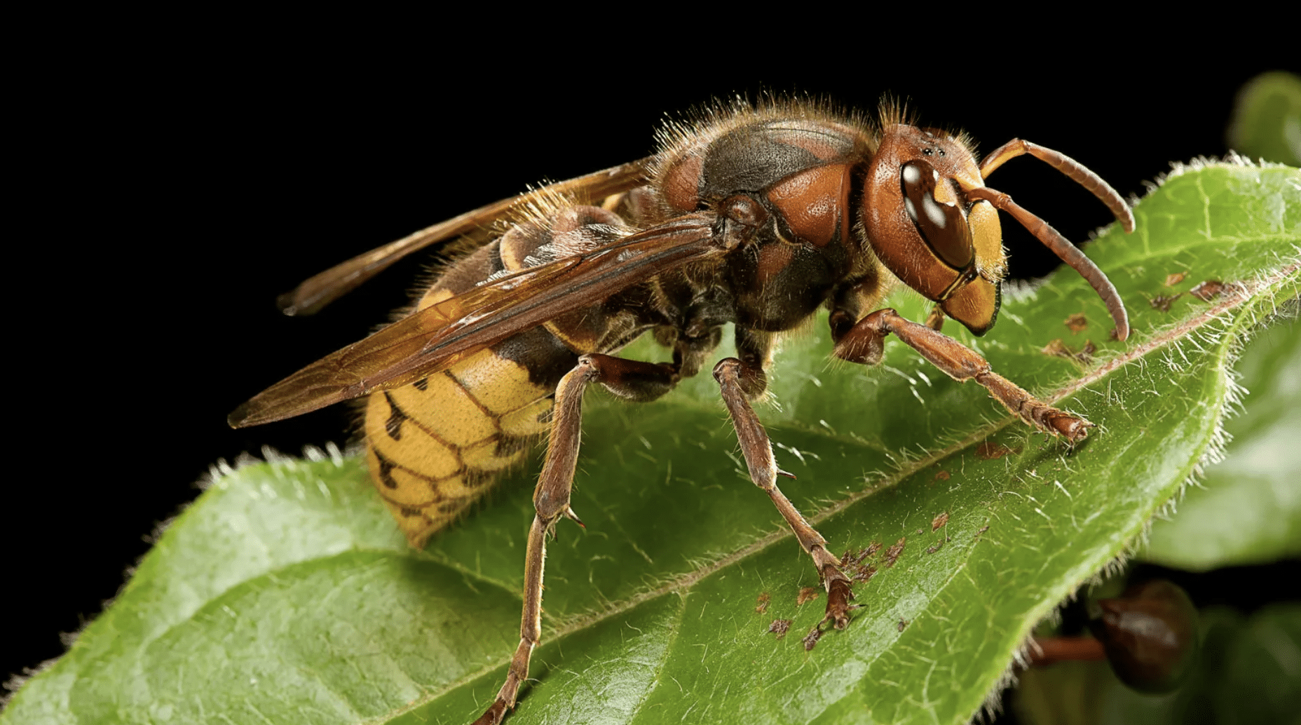 Are Hornets Dangerous?
