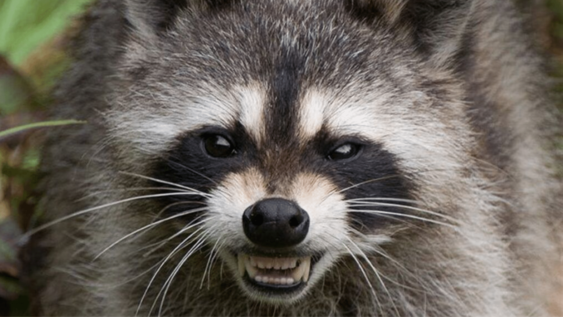 Are Raccoons Dangerous at Night: Nocturnal Ninja