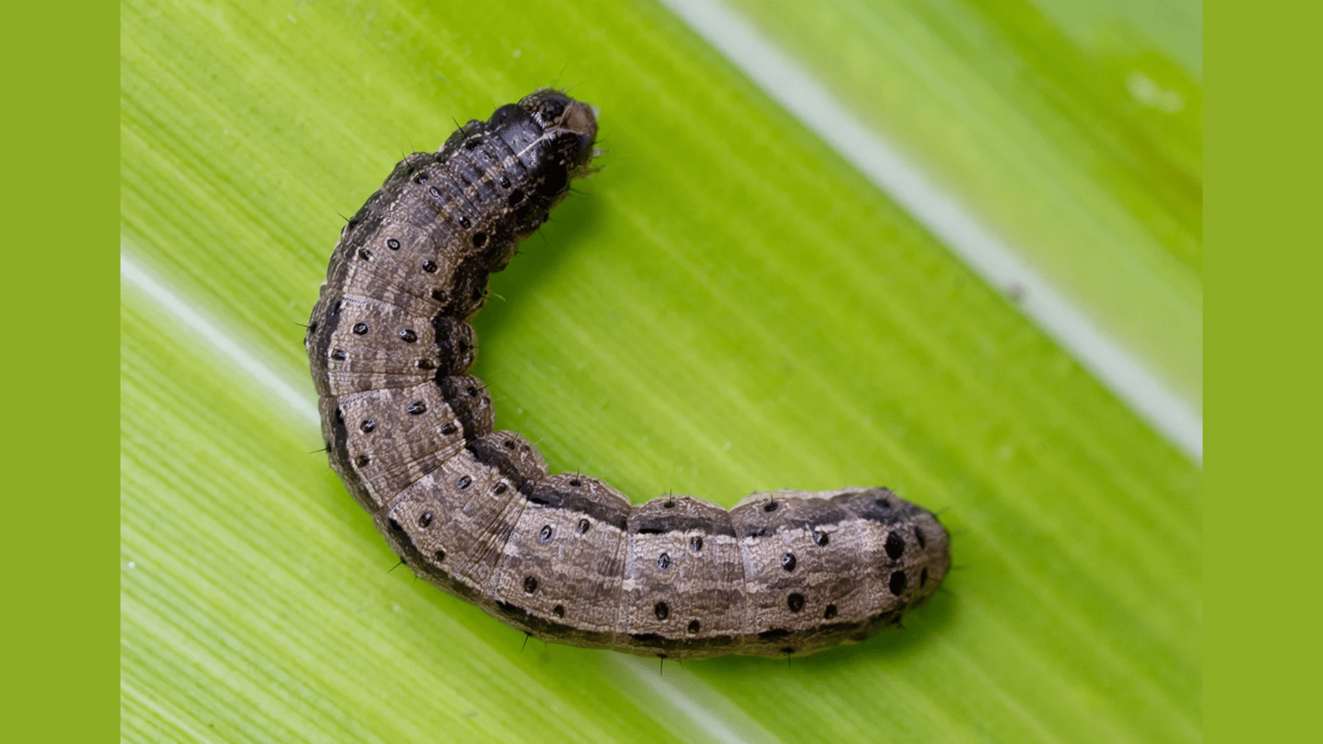 Armyworms