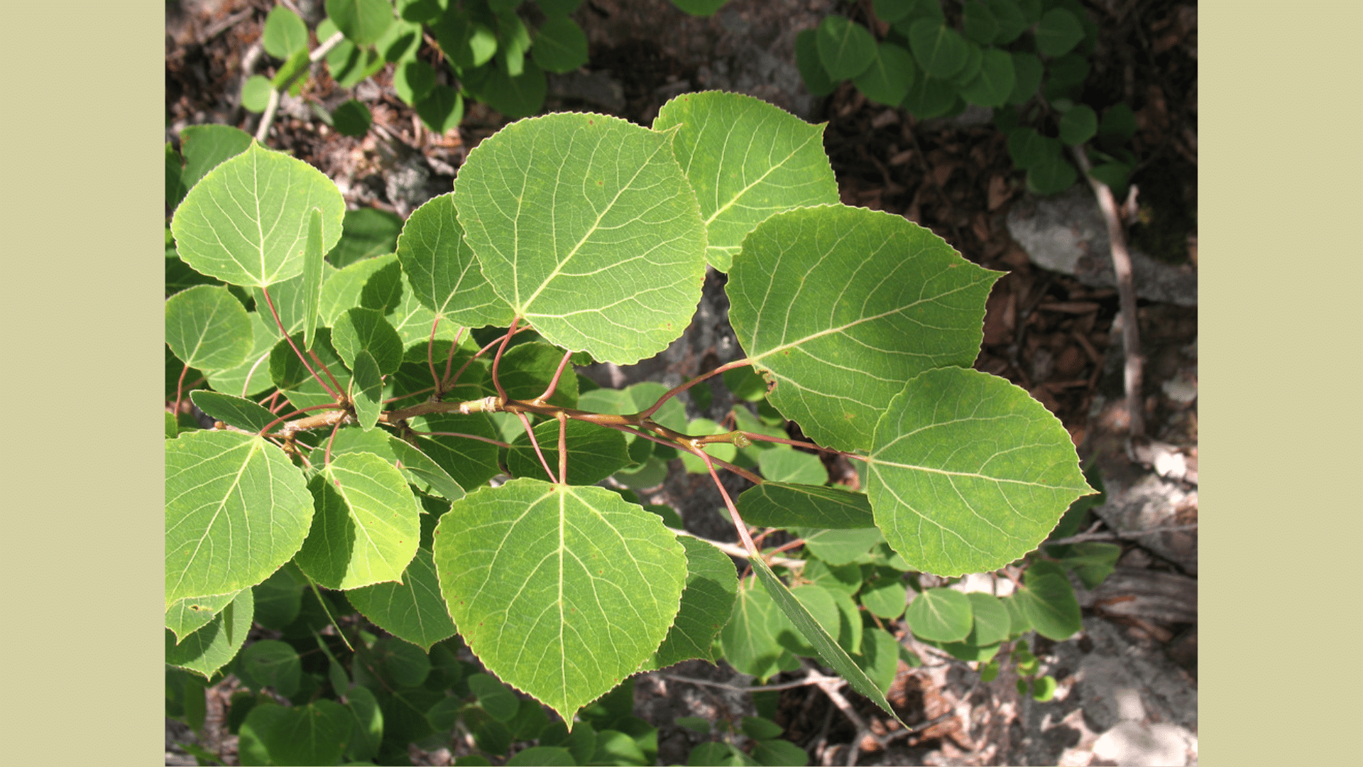 Aspen (Populus Tremula & Populus Tremuloides)
