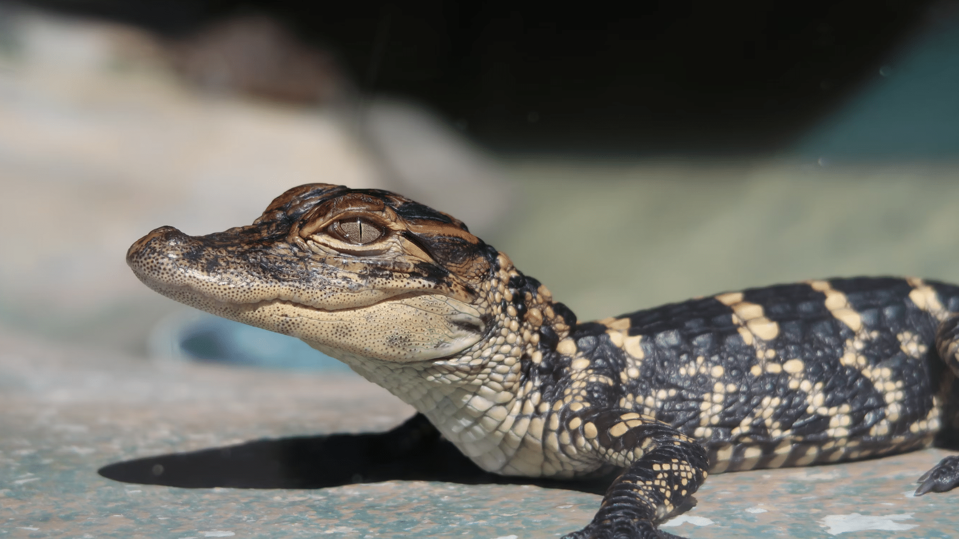 Baby Alligators