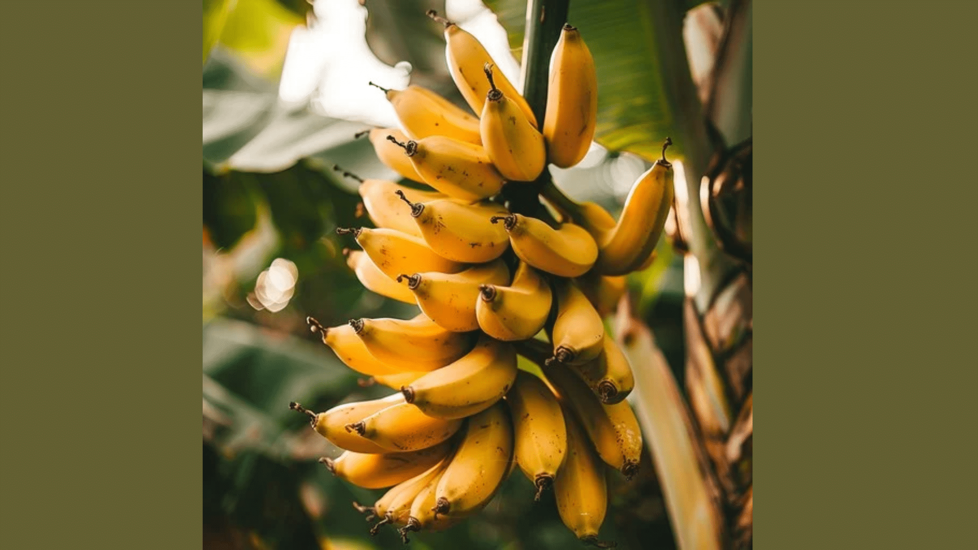 Banana Cluster