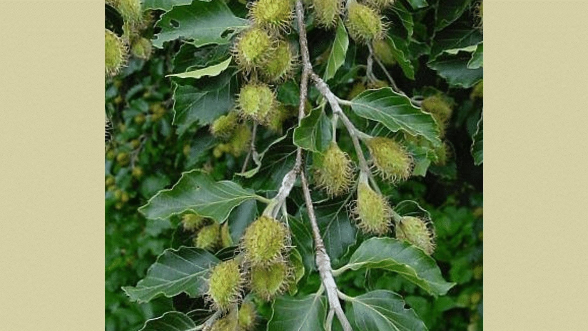 Beech (Fagus spp.)