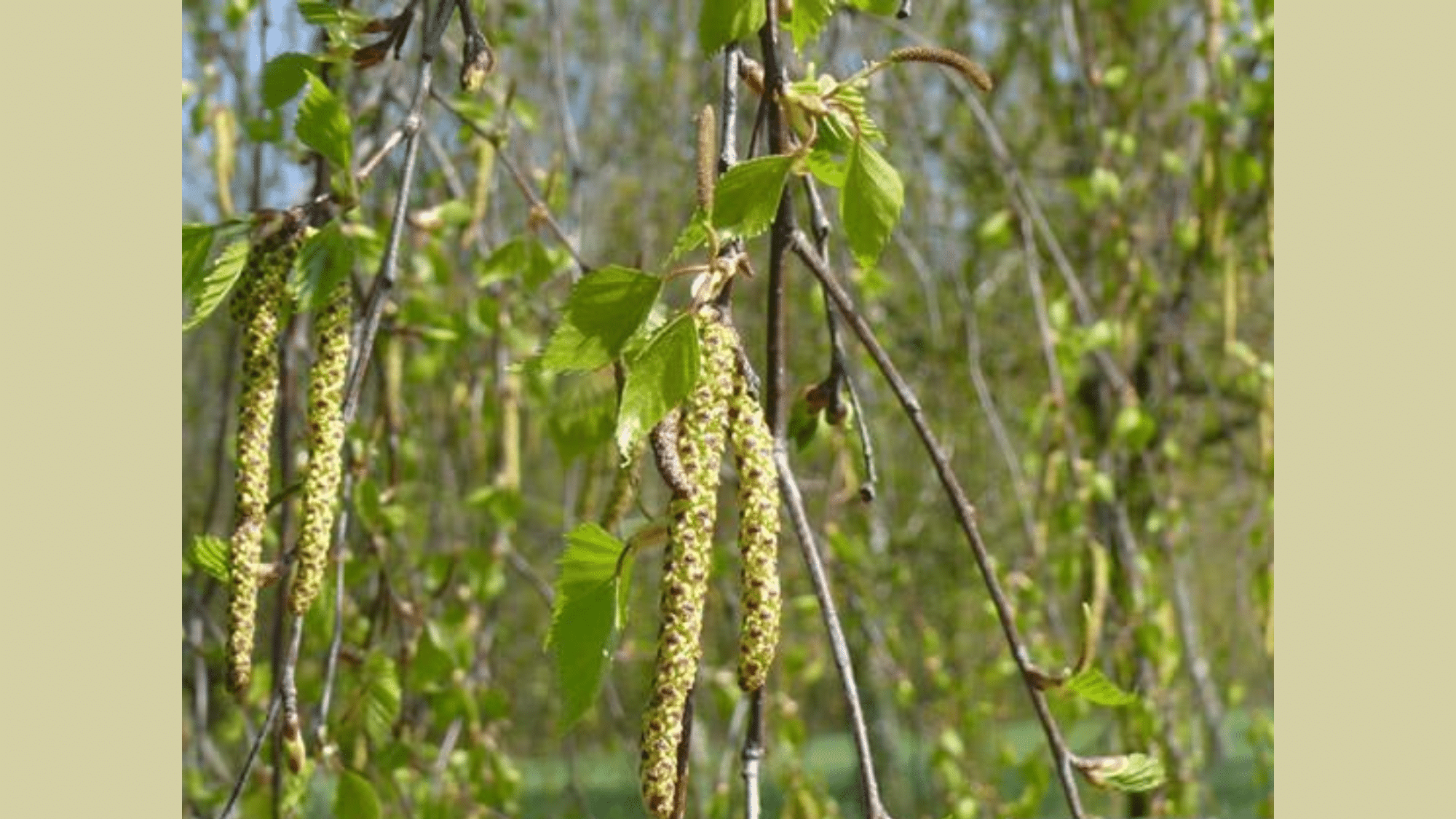 Birch (Betula spp.)