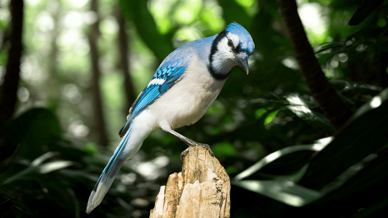 Blue-jays-image