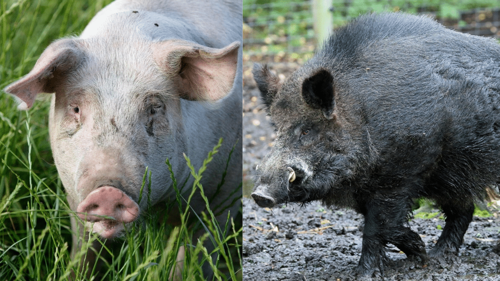 Boar vs Pig Size Face-Off: Muscle vs Munchies