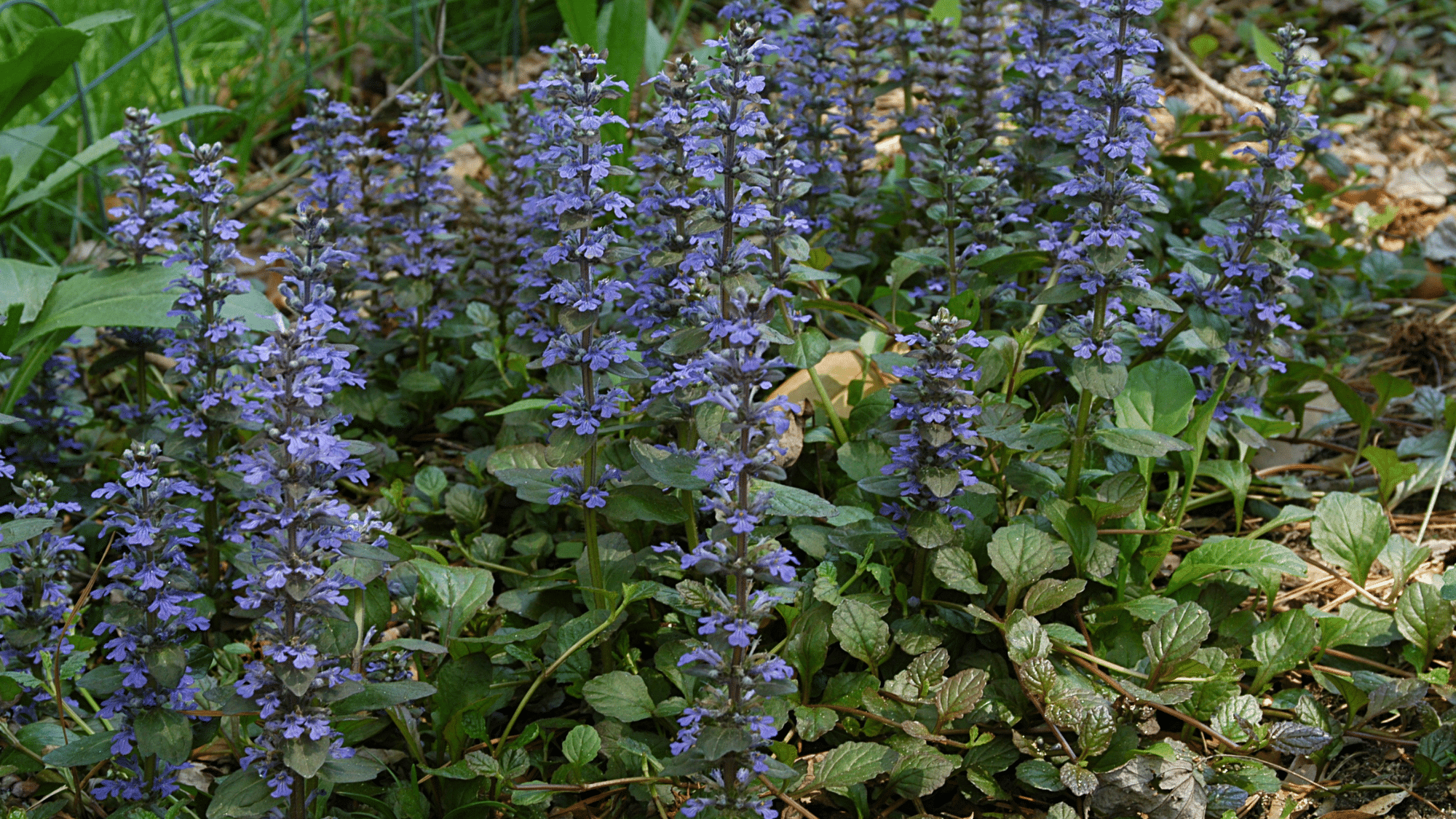 Bugleweed