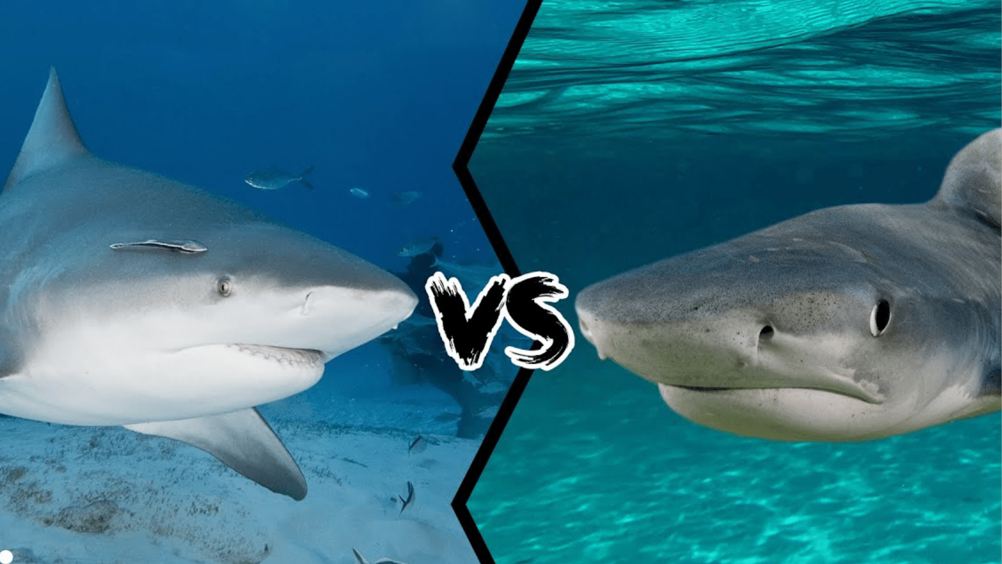Bull Shark vs Tiger Shark: Key Differences Explained