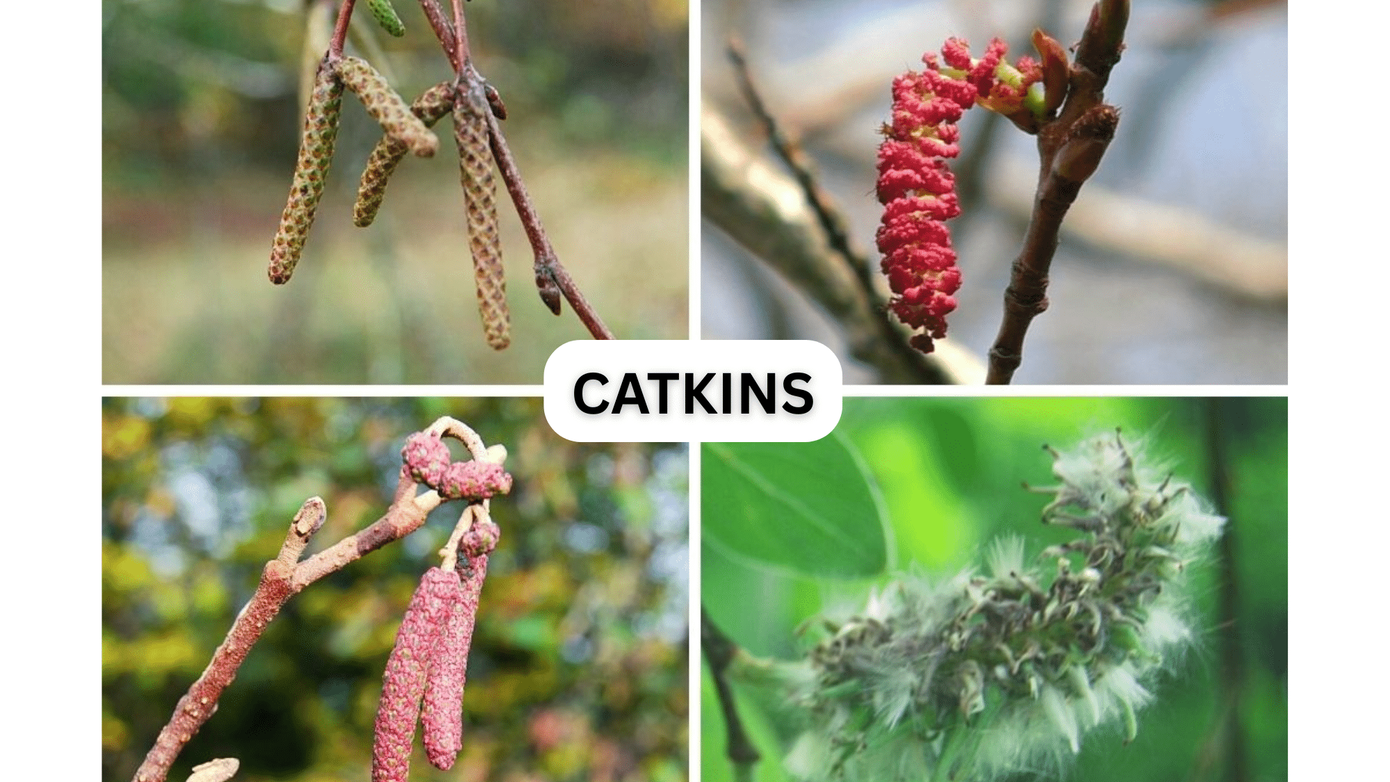 What Are Catkins & It's Interesting Facts