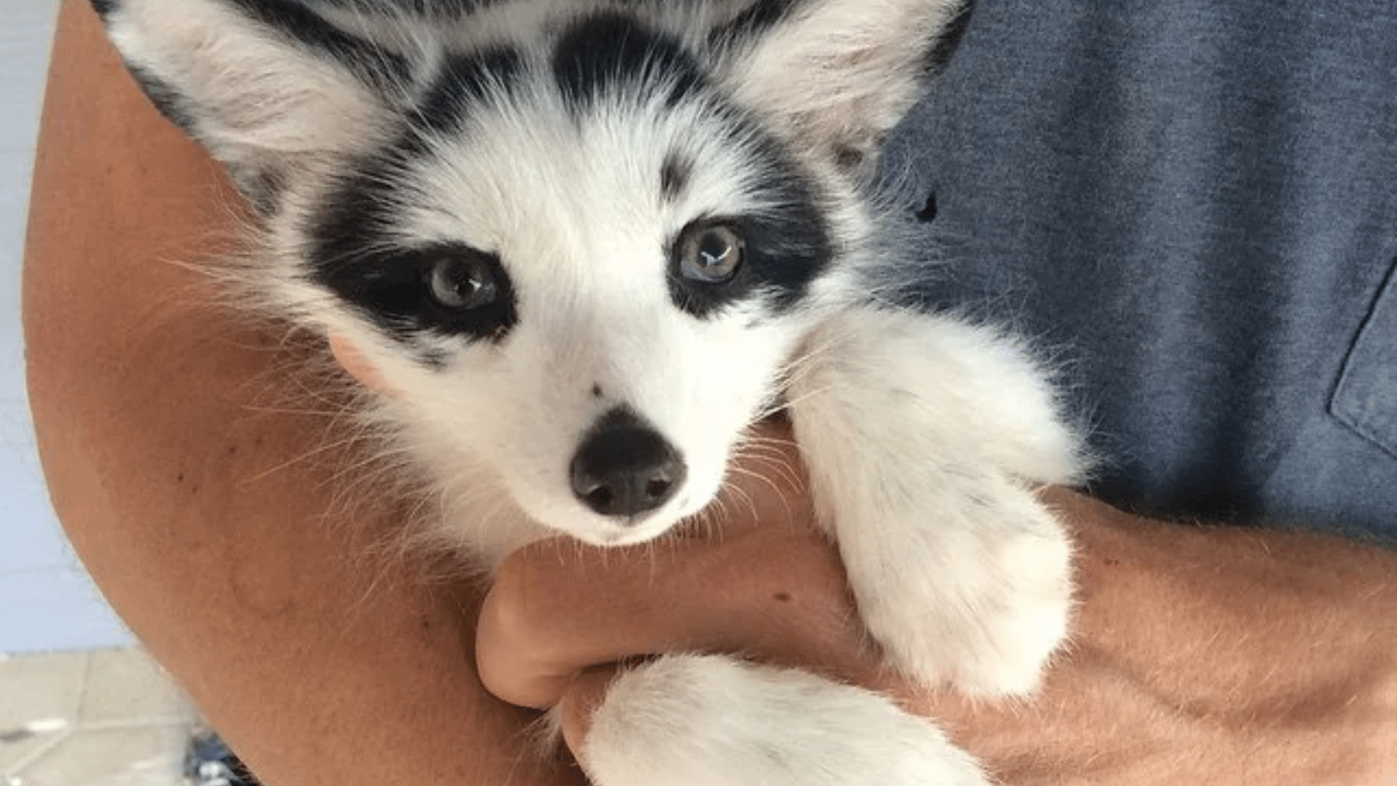 Can We Adopt a Canadian Marble Fox as a Pet