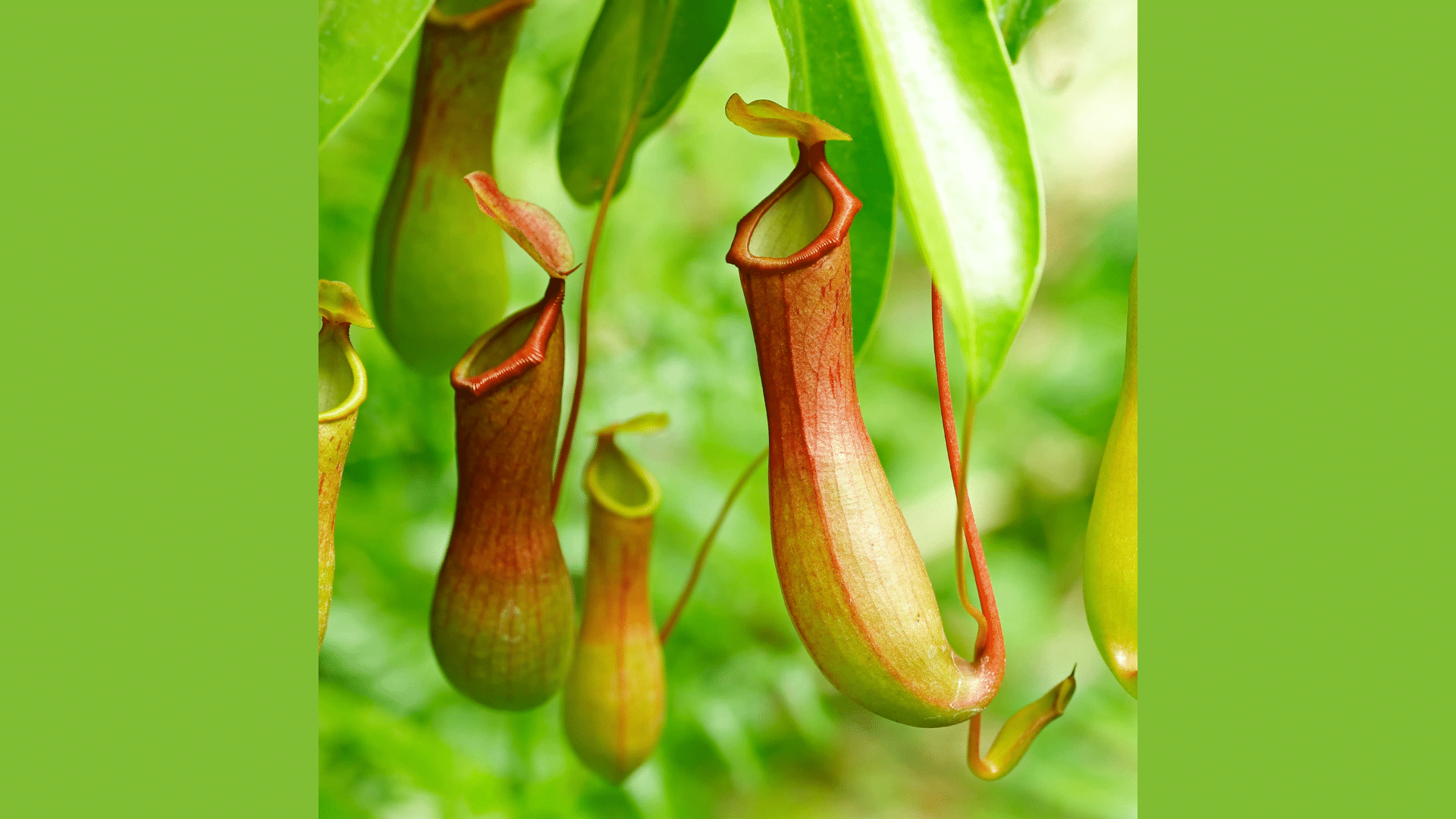 Carnivorous Plants
