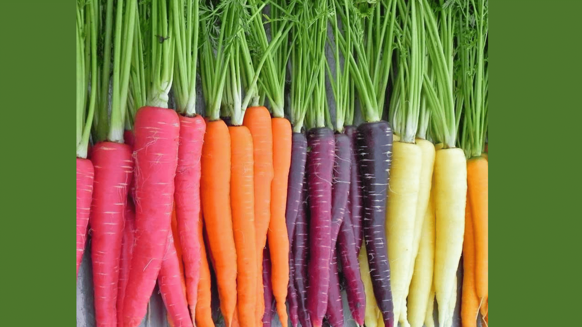 Carrot Colors