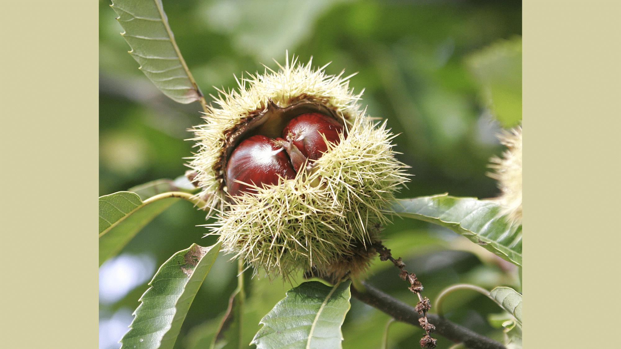 Chestnut (Castanea spp.)