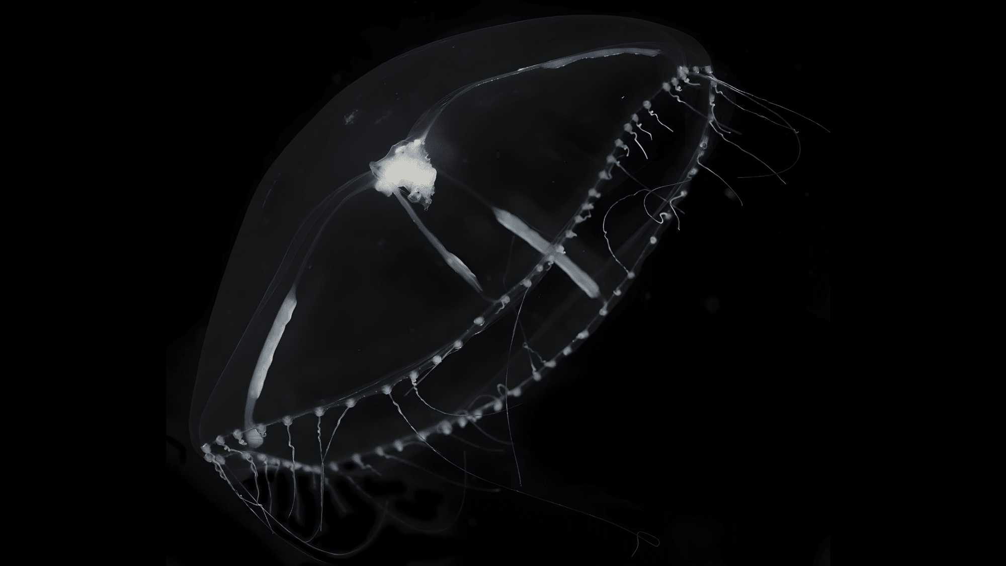 Clytia Gregaria
