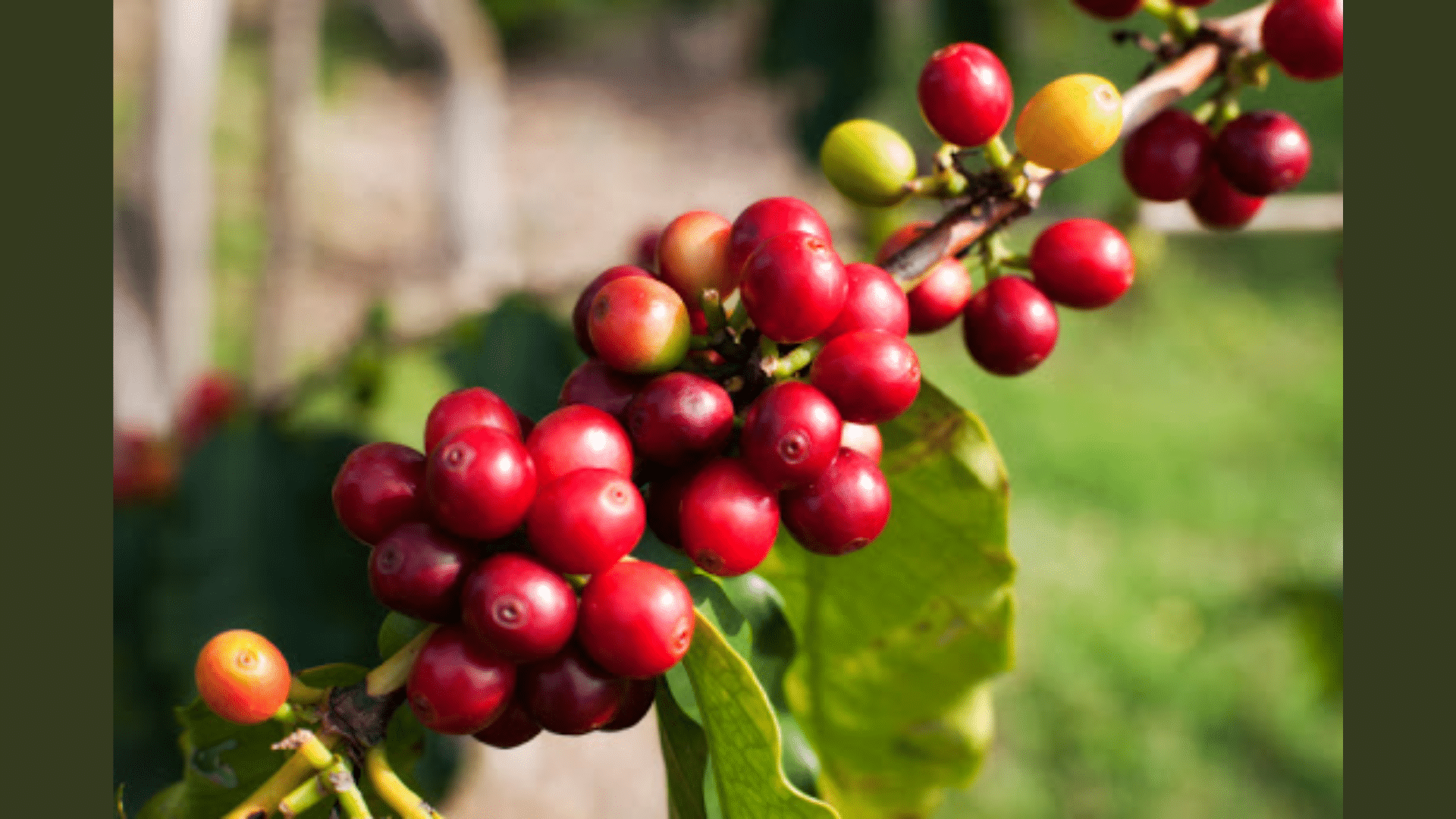 Coffee Origin